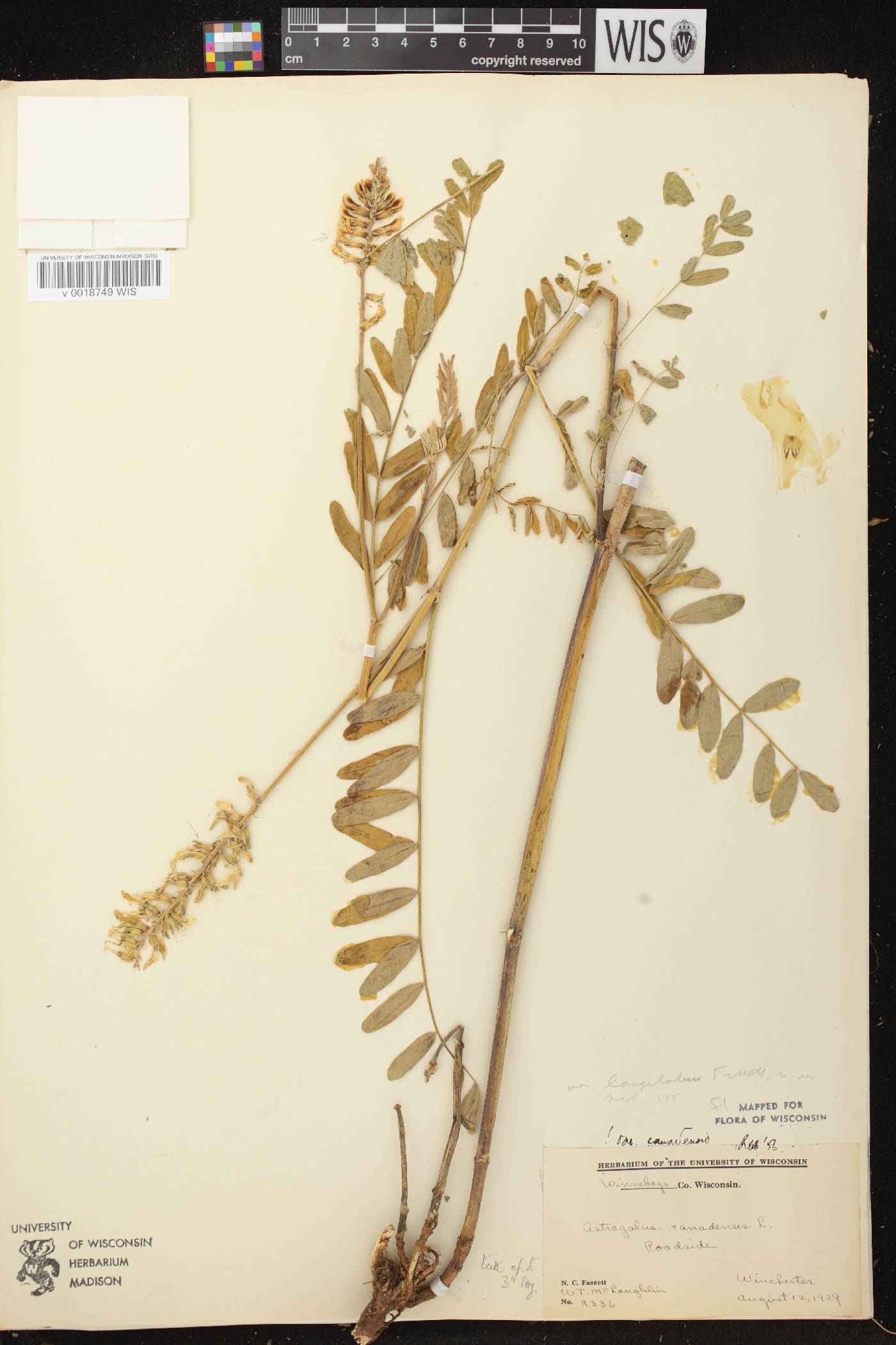 Astragalus canadensis var. canadensis image