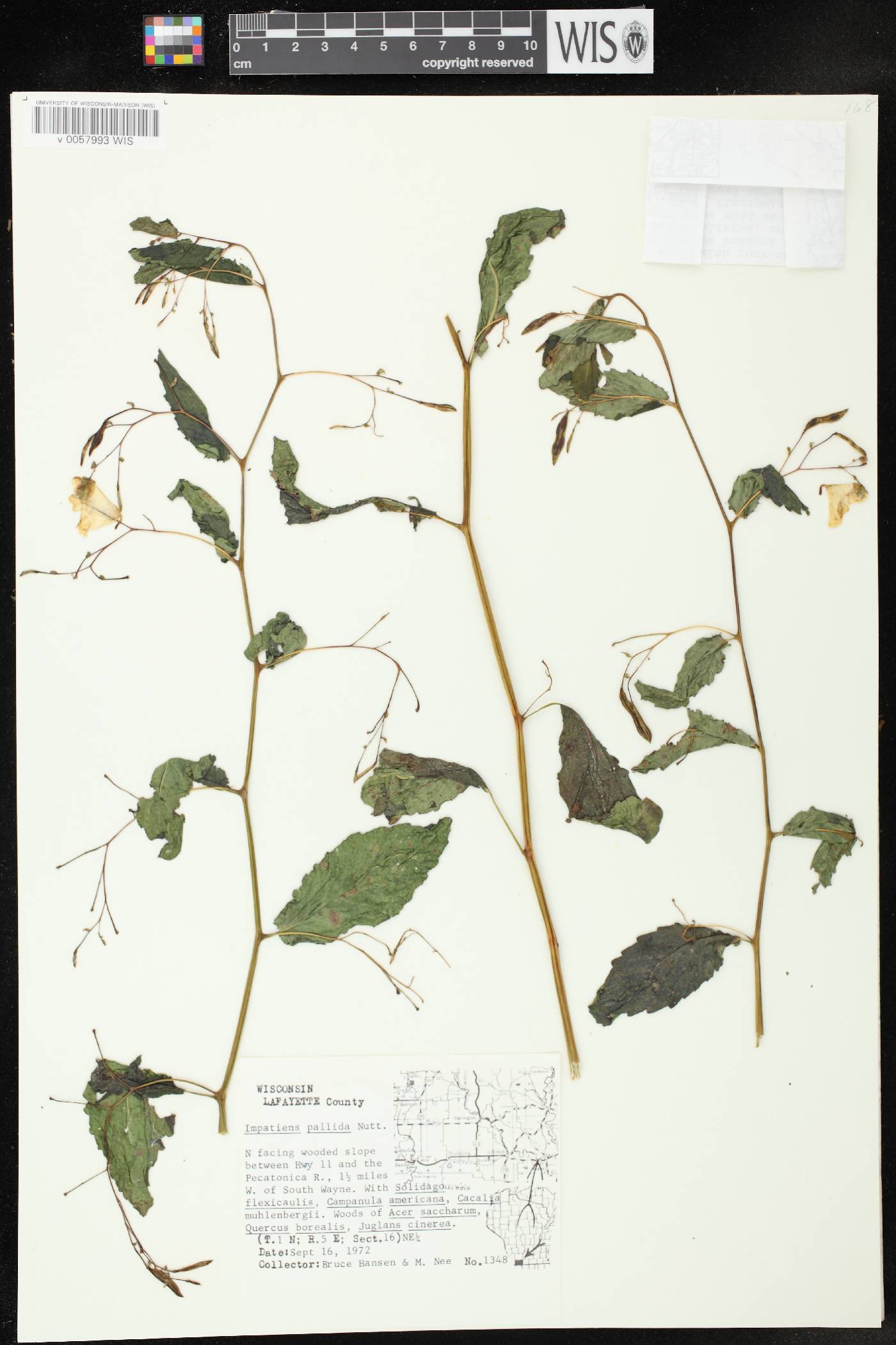 Impatiens pallida image