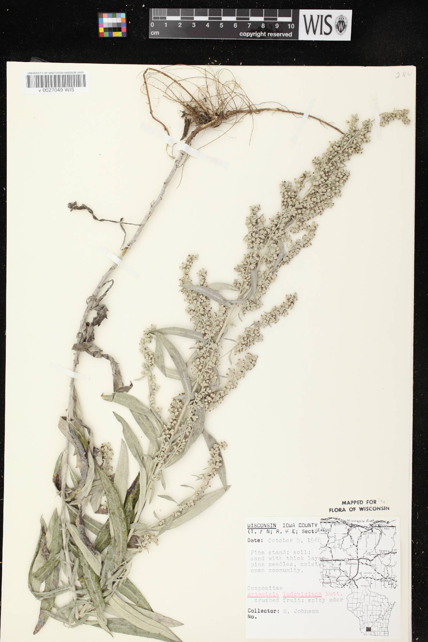Artemisia ludoviciana image