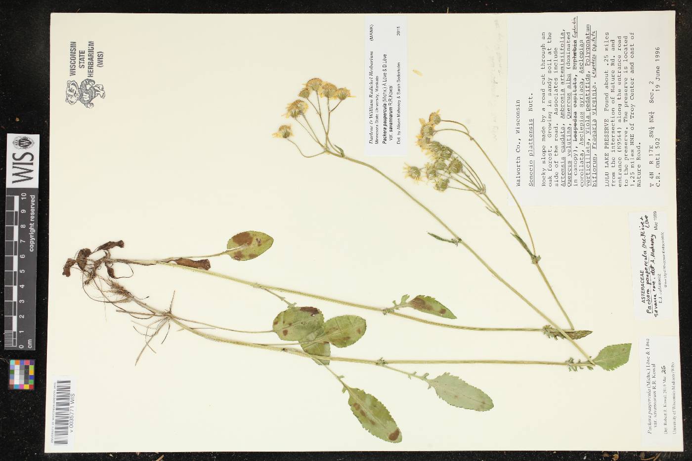 Packera paupercula image