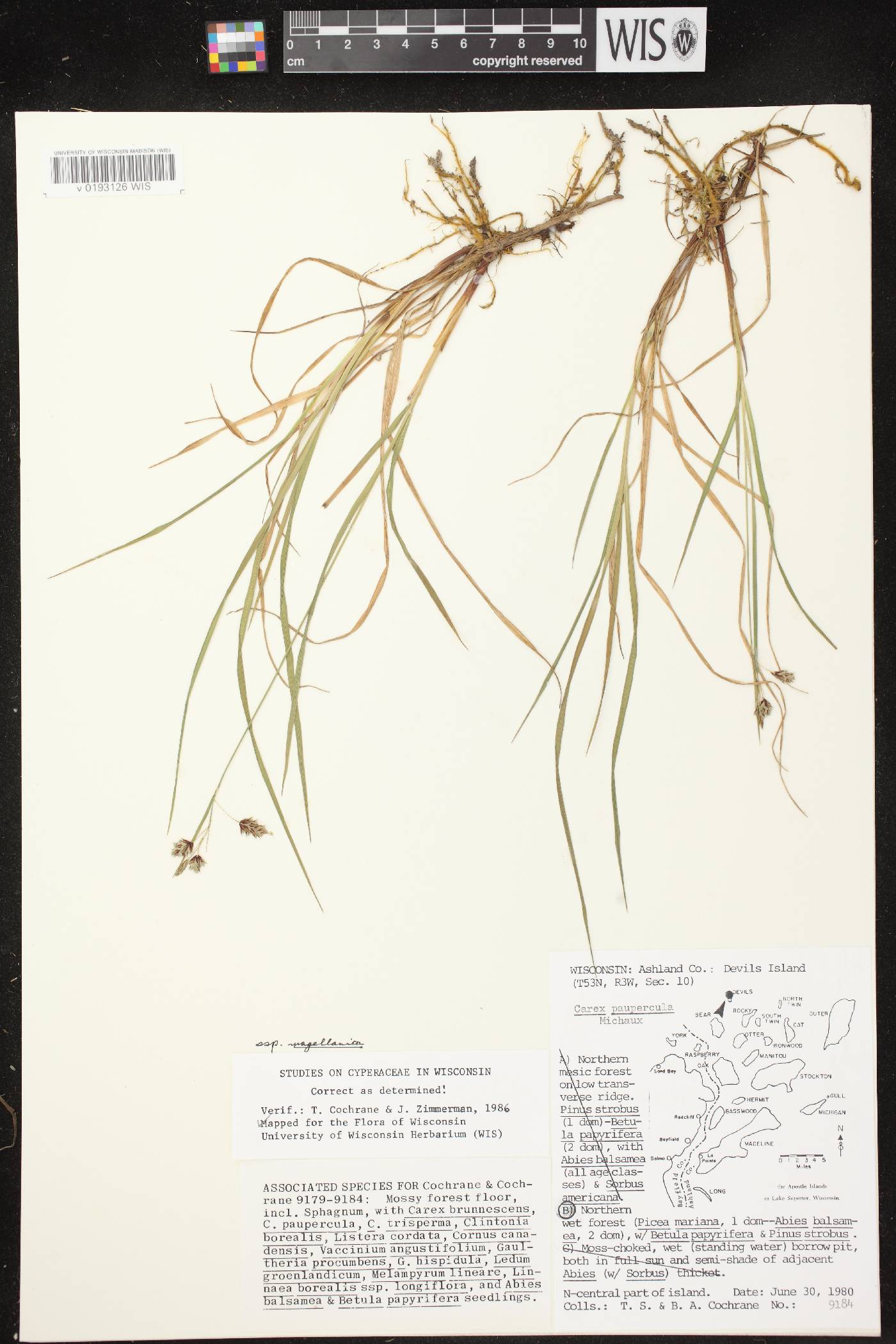 Carex magellanica image
