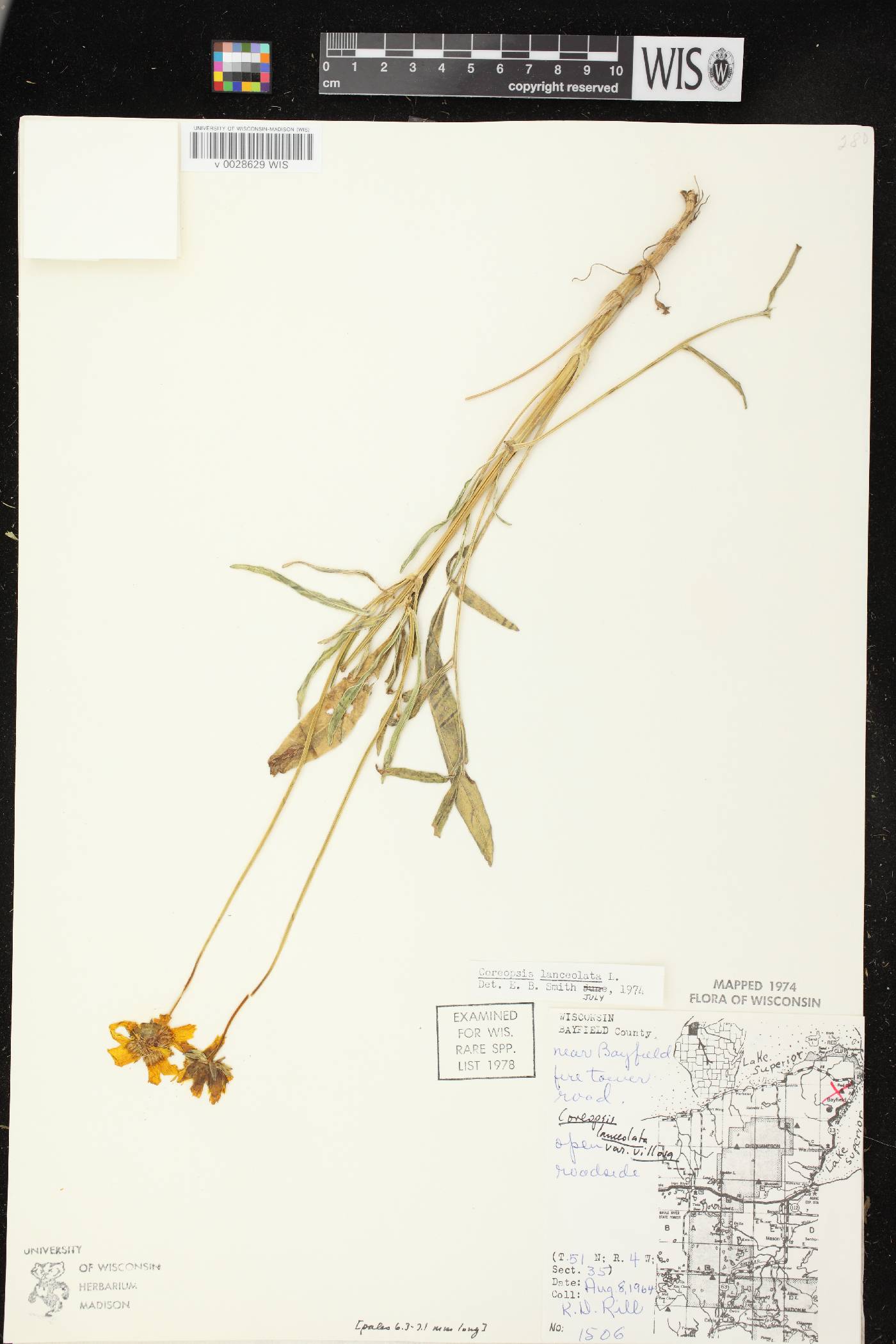 Coreopsis lanceolata image