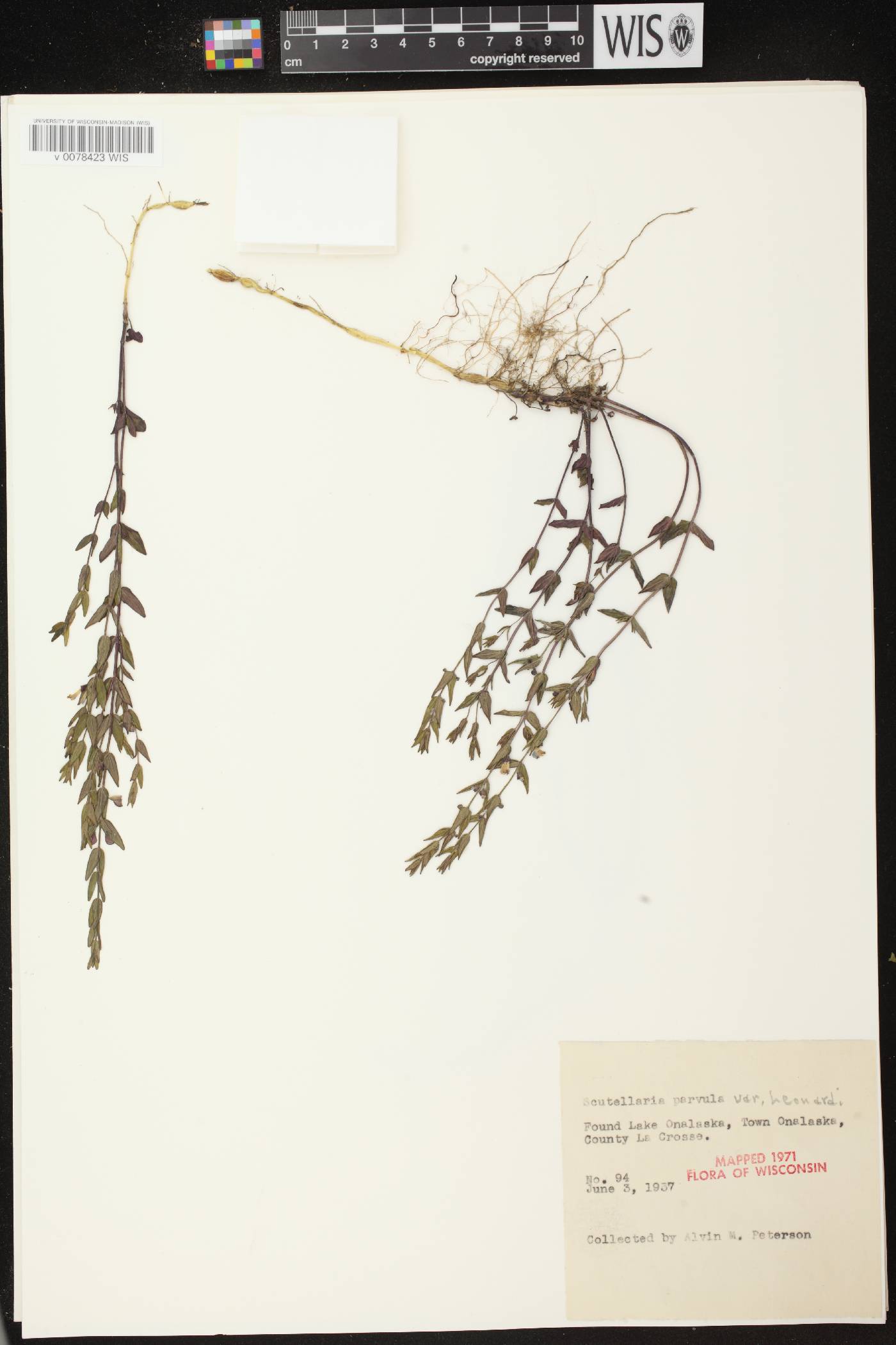 Scutellaria parvula var. missouriensis image