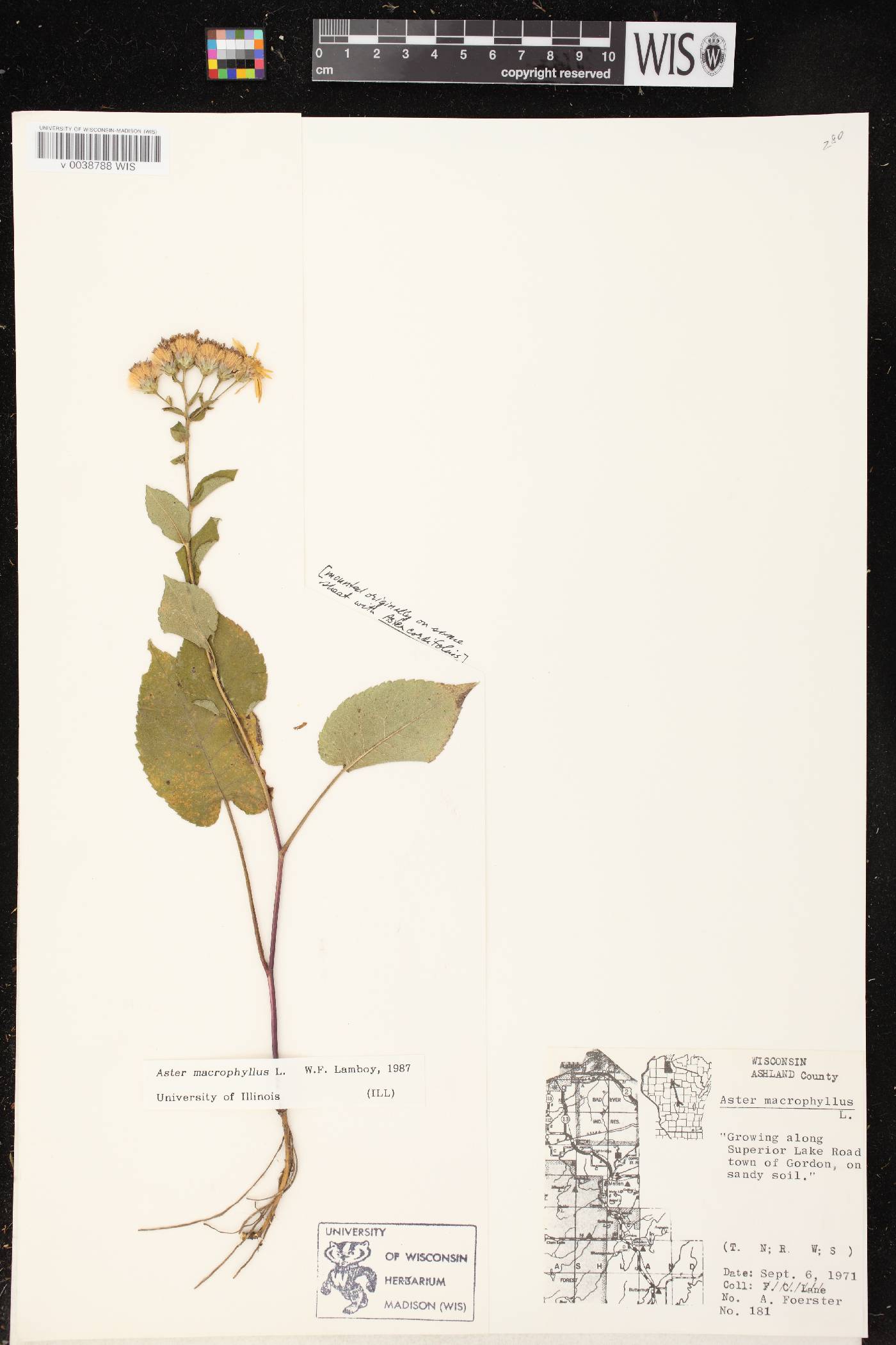 Eurybia macrophylla image