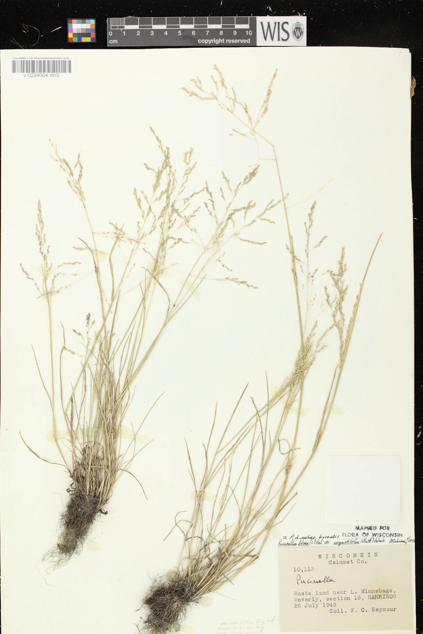 Puccinellia distans subsp. borealis image