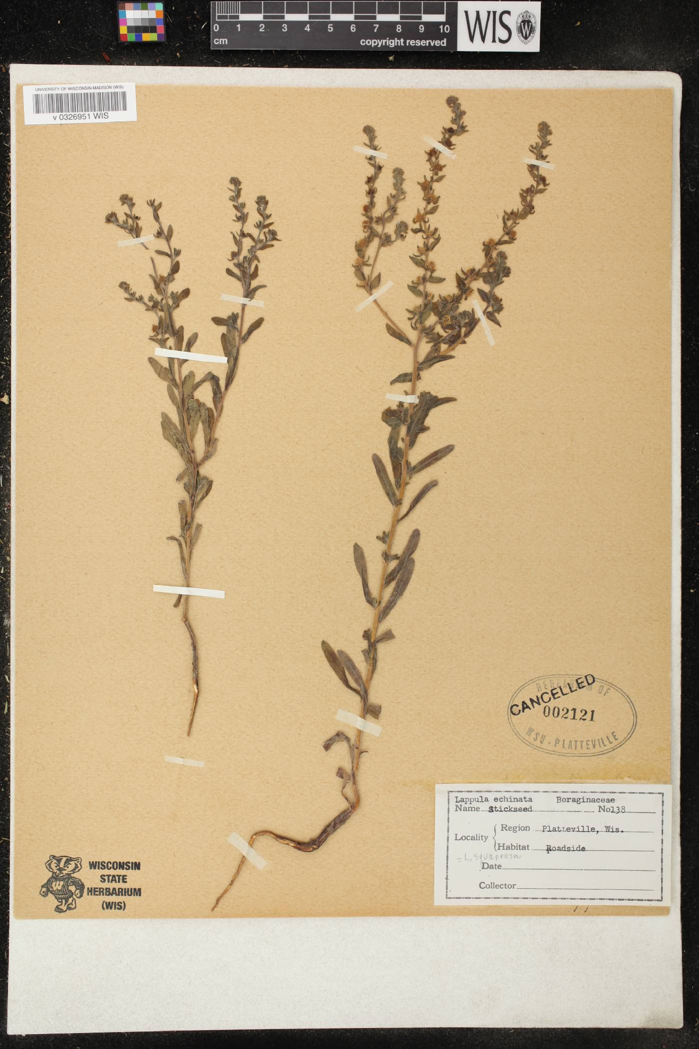 Lappula squarrosa image