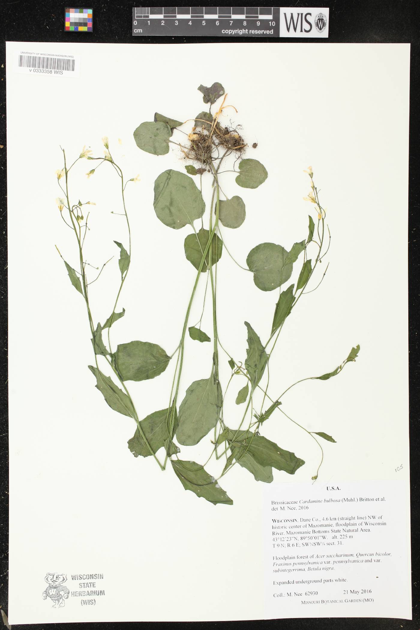 Cardamine bulbosa image