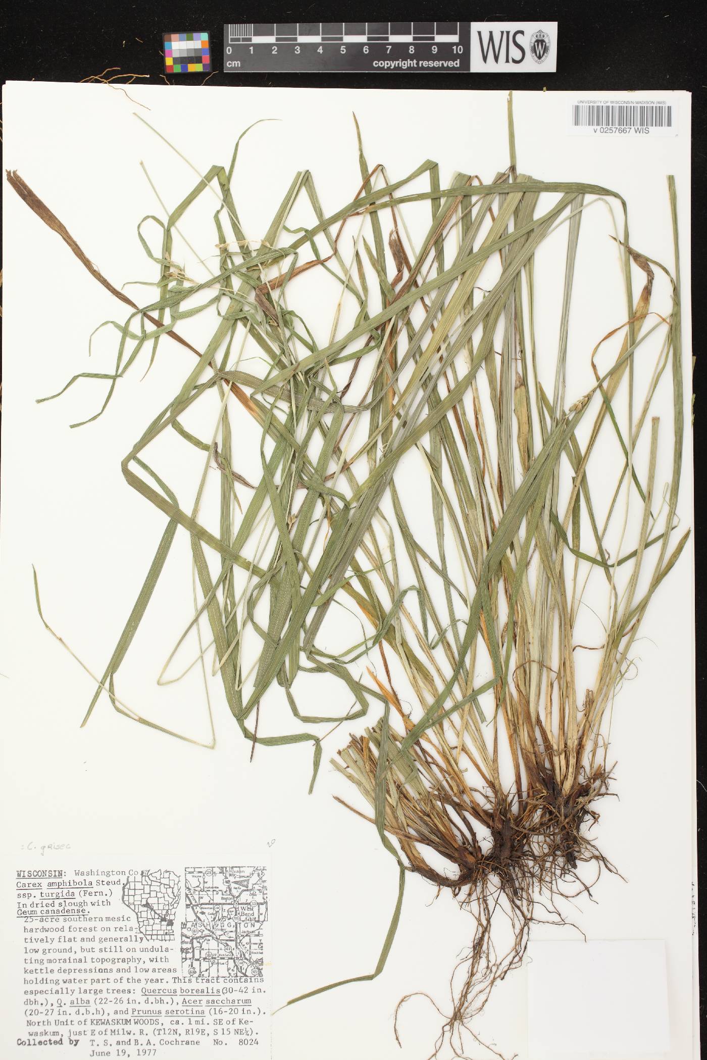 Carex grisea image