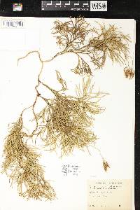 Image of Diphasiastrum x zeilleri