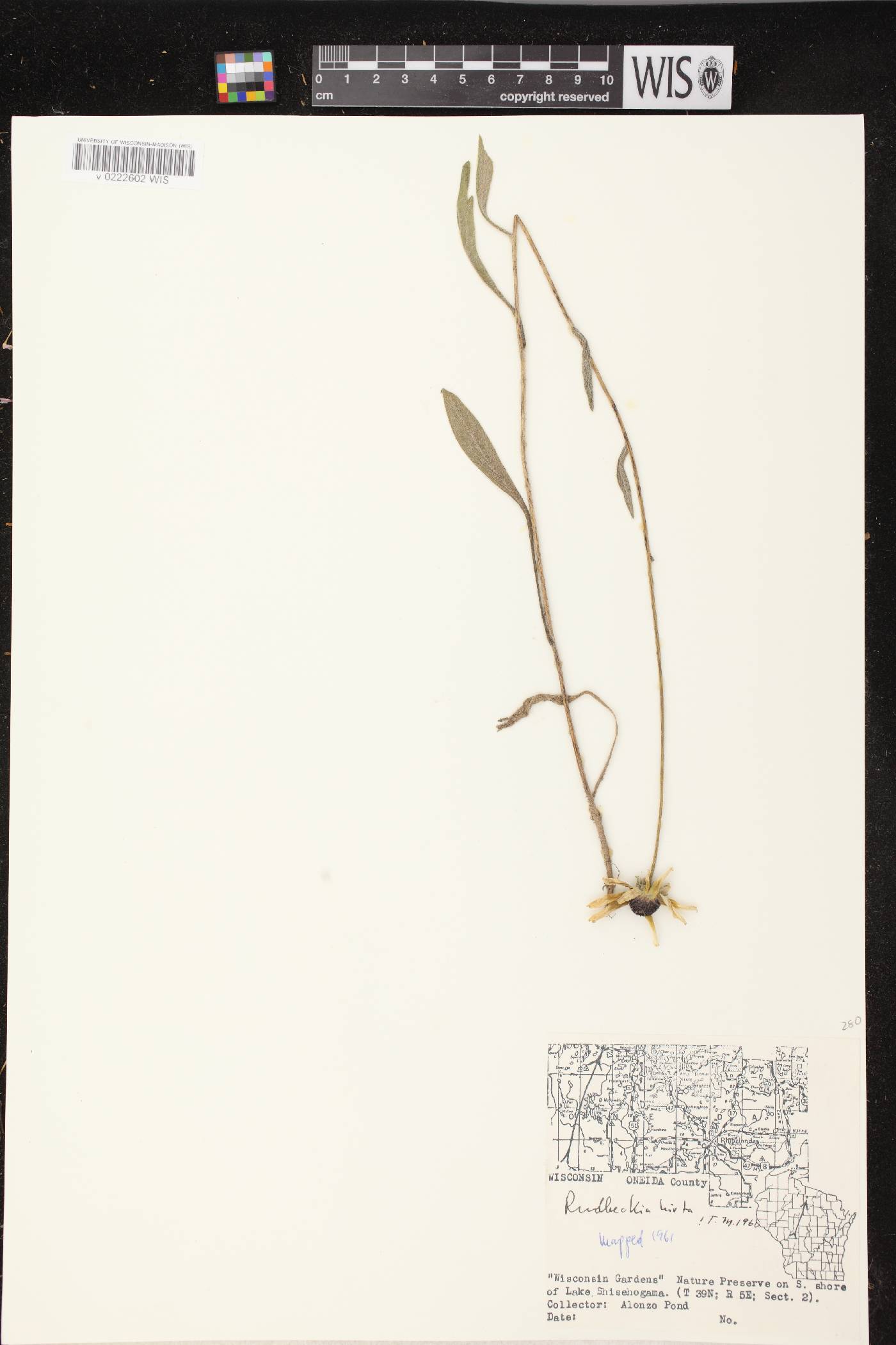 Rudbeckia hirta image