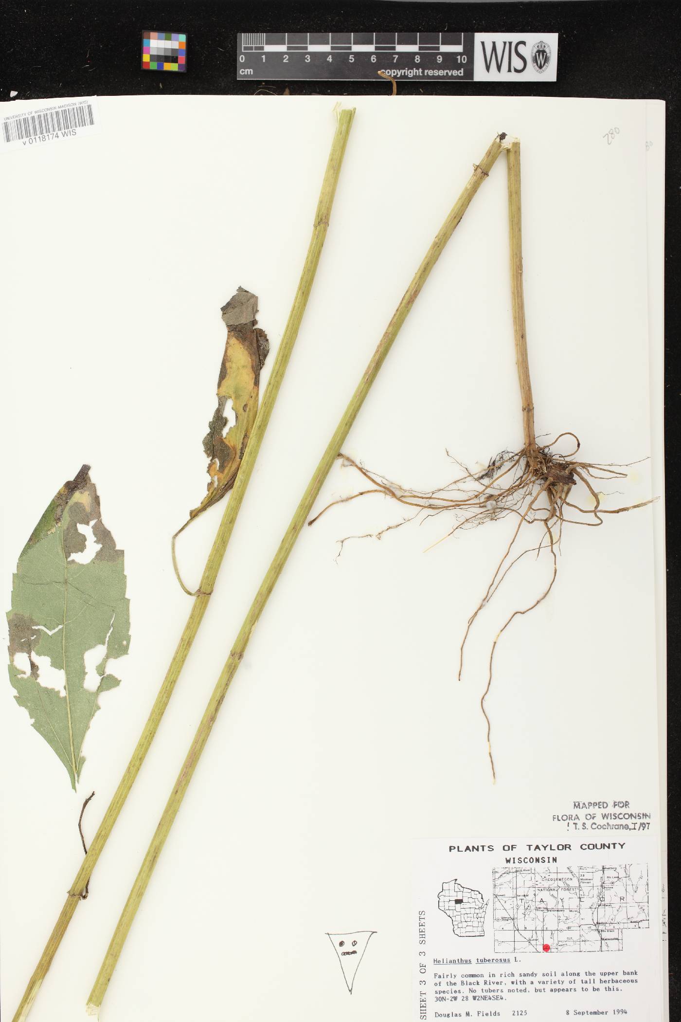 Helianthus tuberosus image