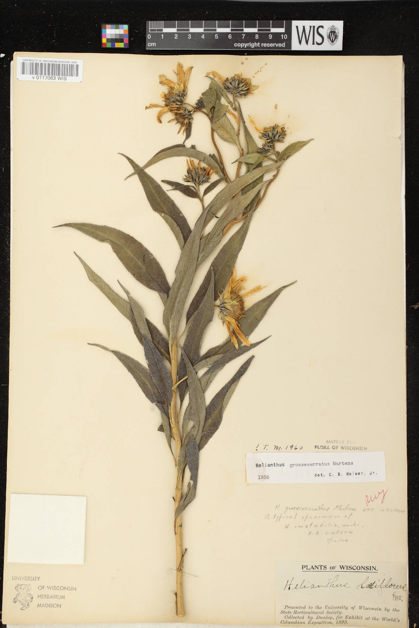 Helianthus grosseserratus image