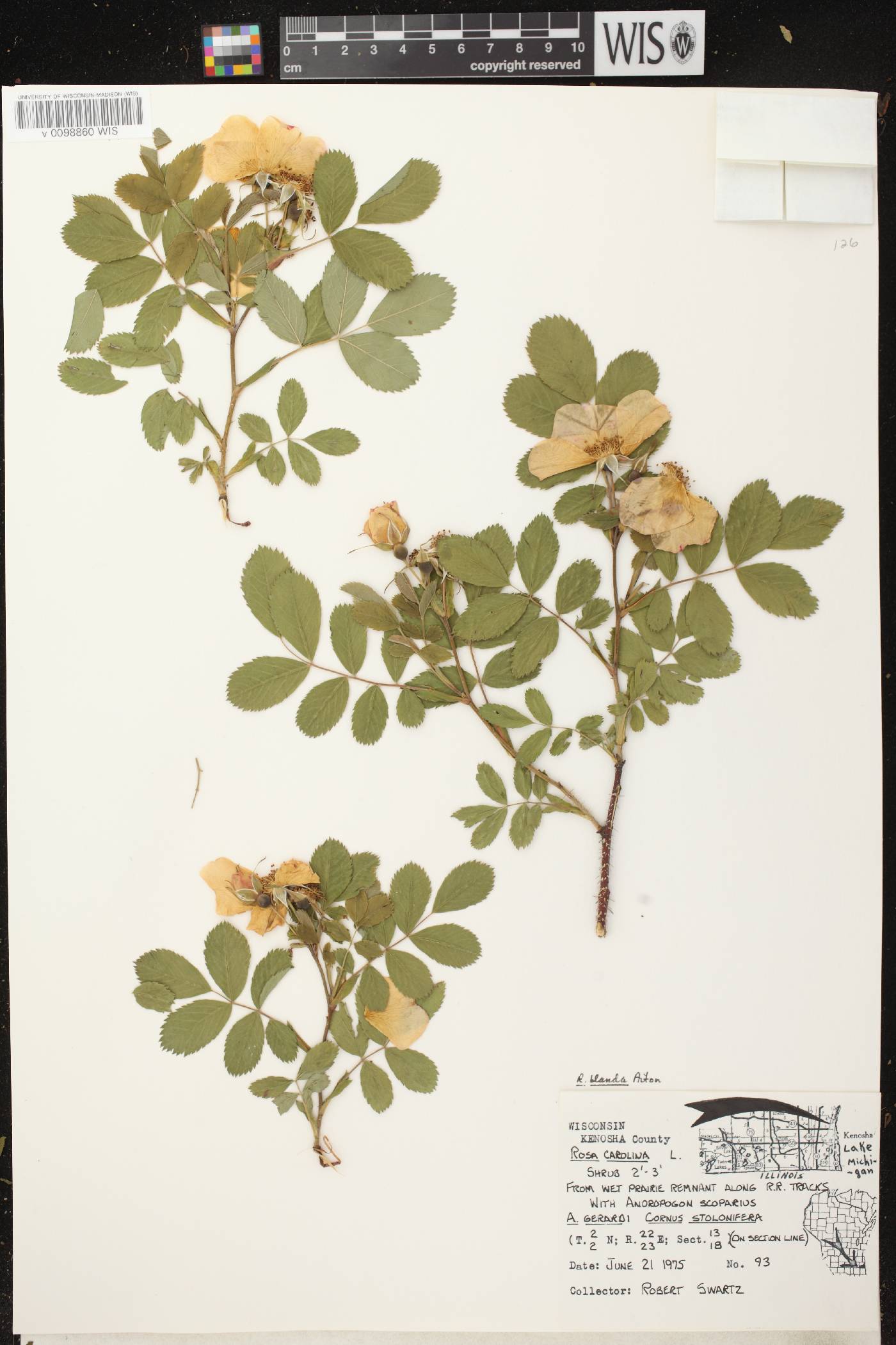 Rosa blanda image