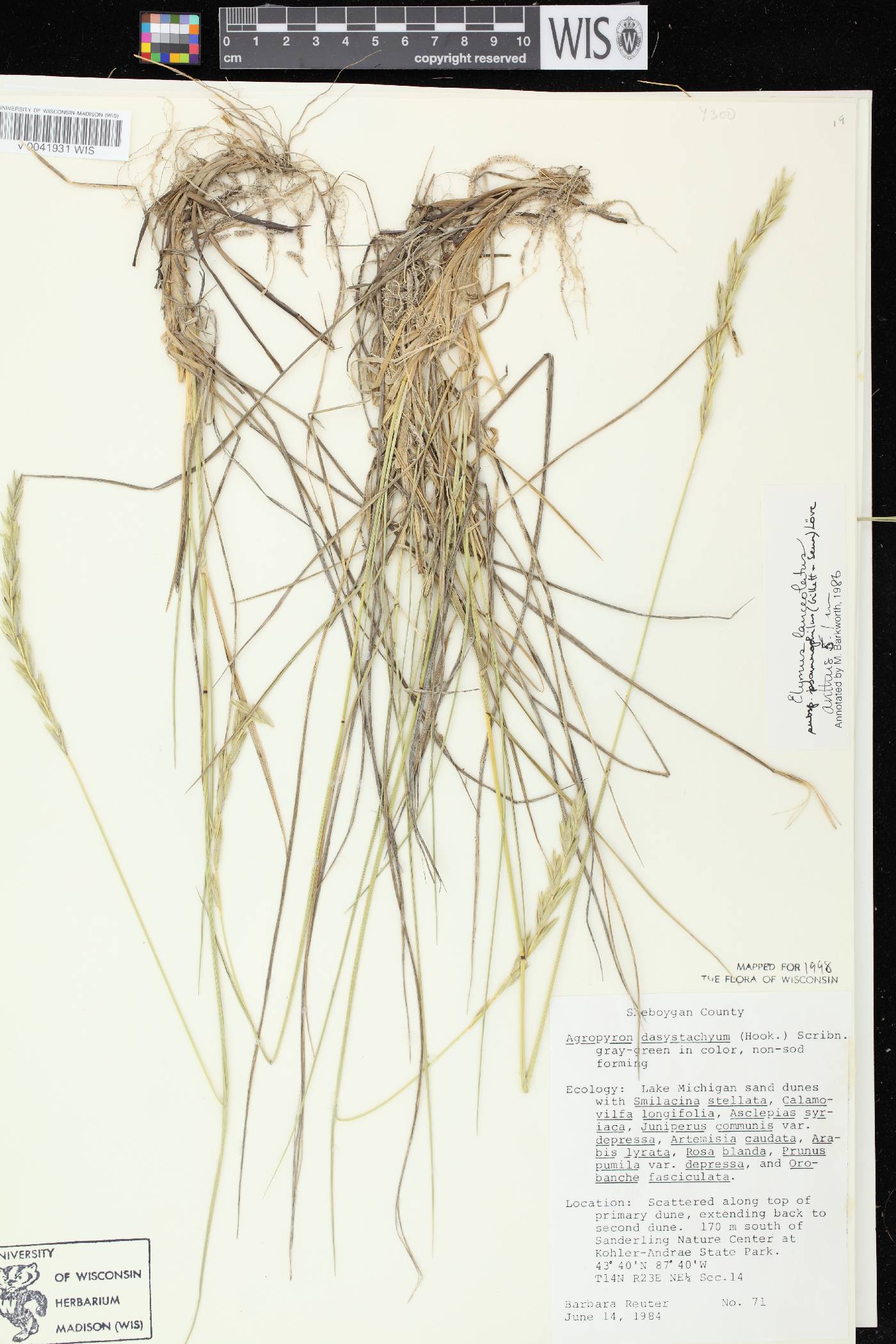 Elymus lanceolatus image