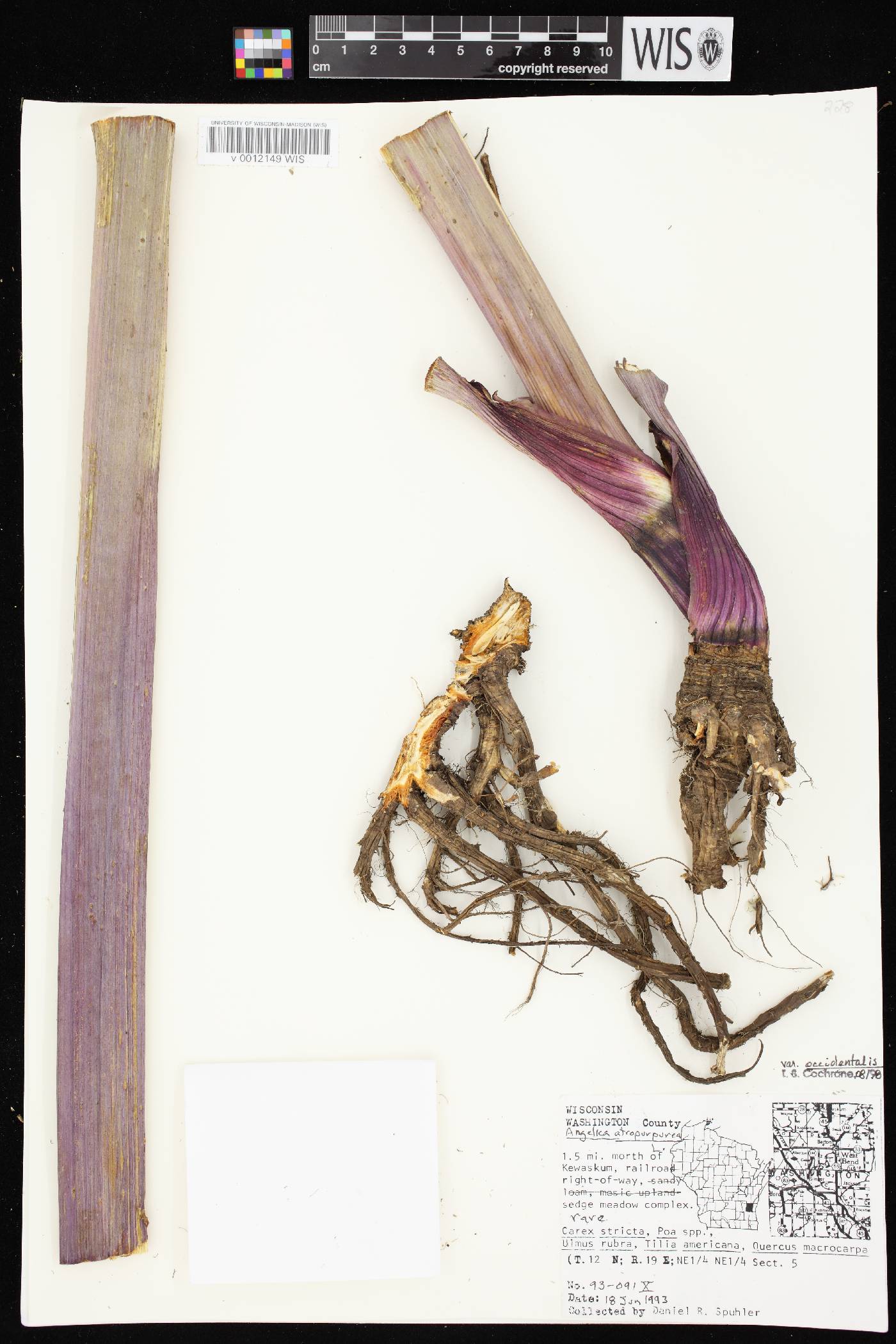 Angelica atropurpurea var. occidentalis image
