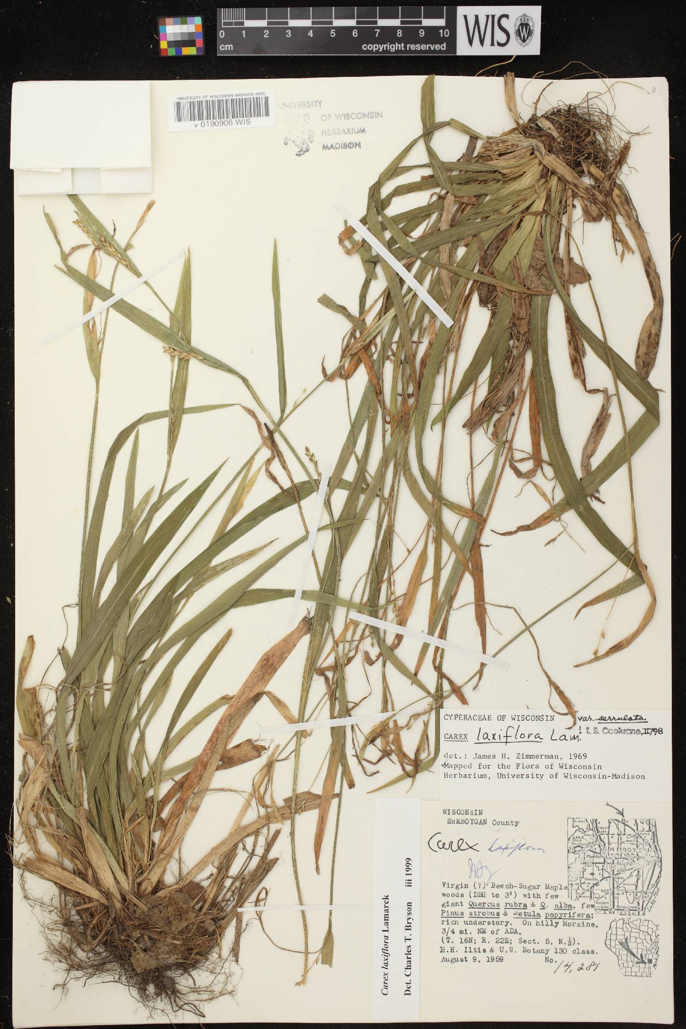 Carex laxiflora image