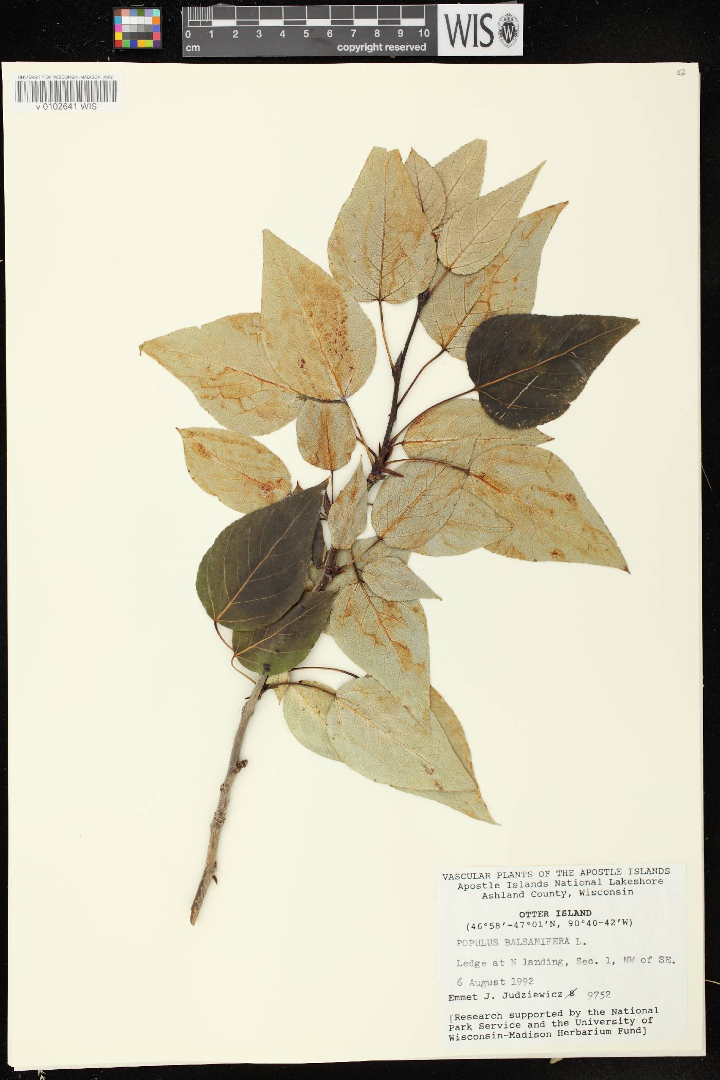 Populus balsamifera image