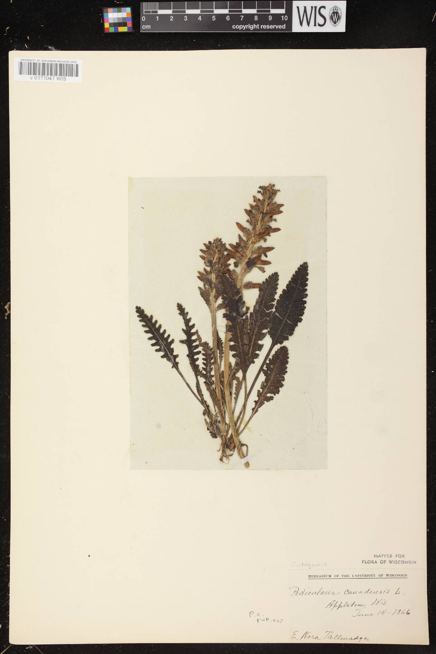 Pedicularis canadensis subsp. canadensis image