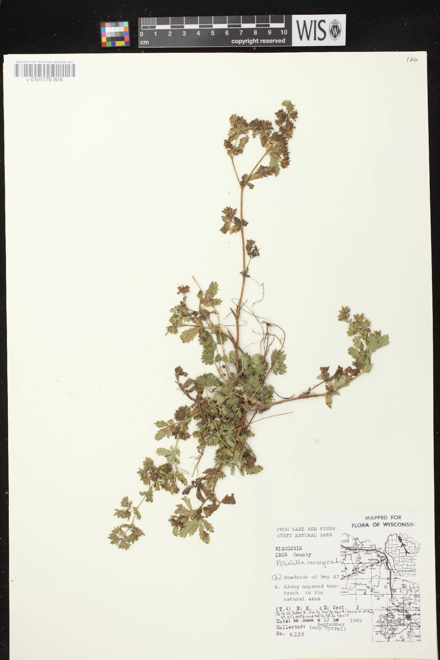 Potentilla norvegica image