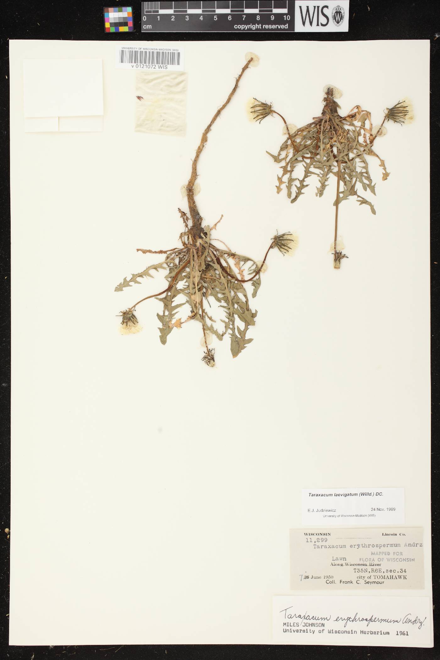 Taraxacum erythrospermum image