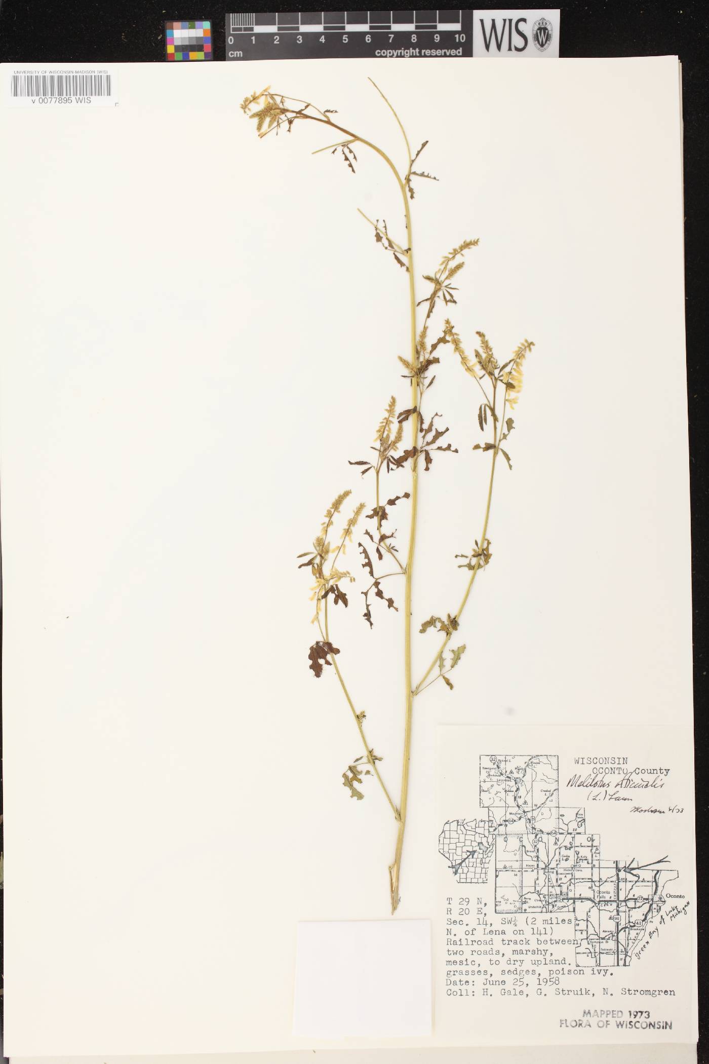 Melilotus officinalis image