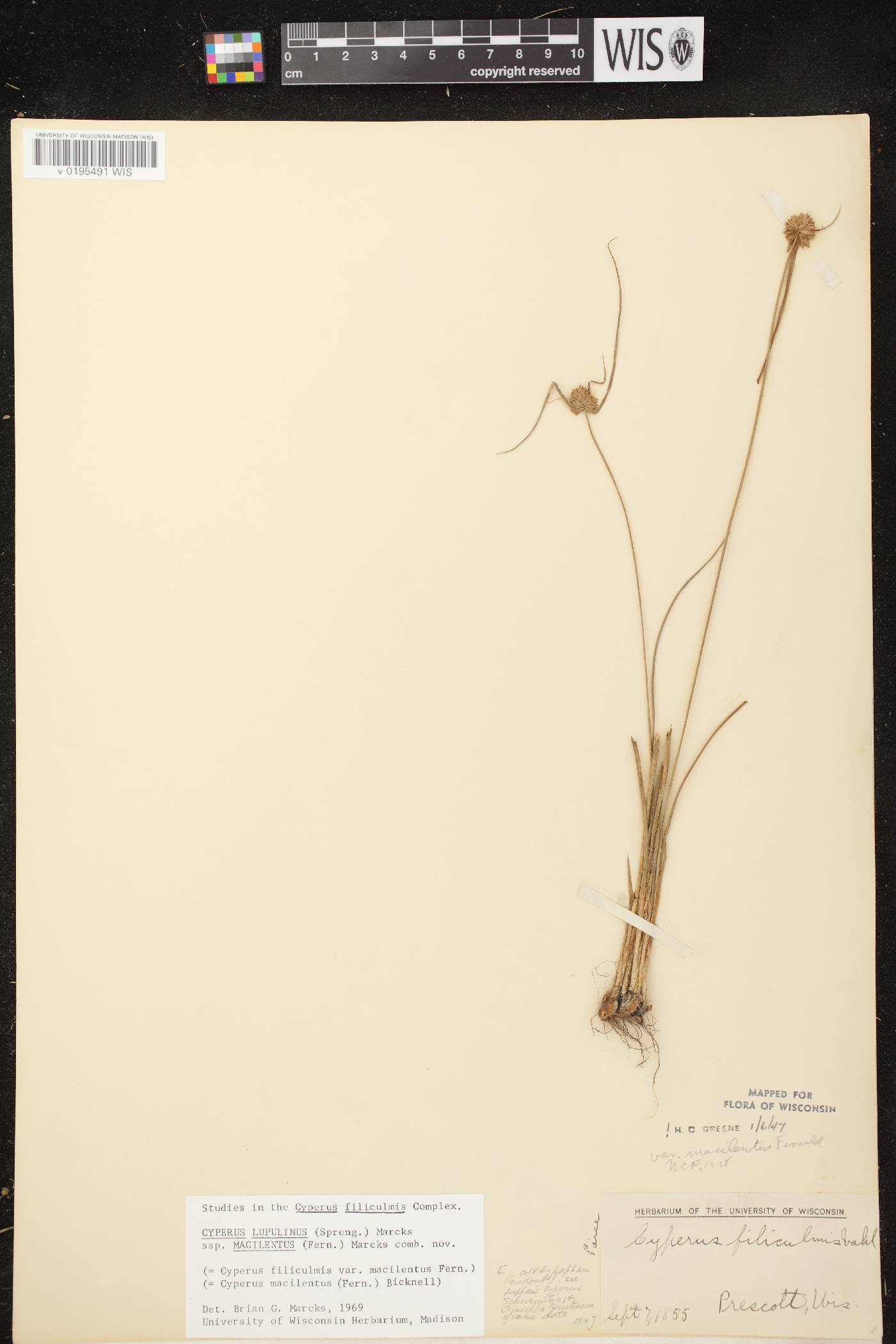 Cyperus lupulinus subsp. macilentus image