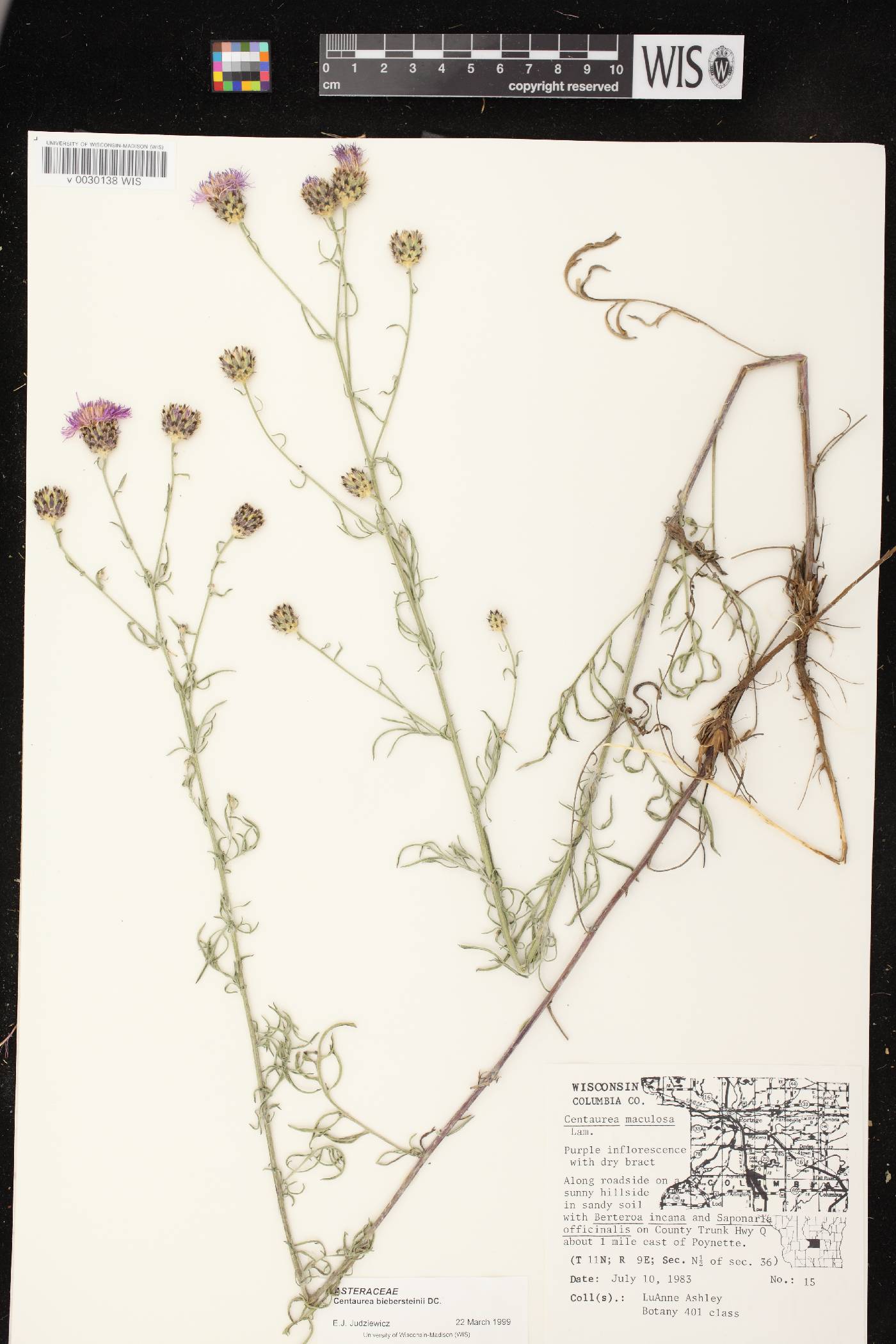 Centaurea stoebe image