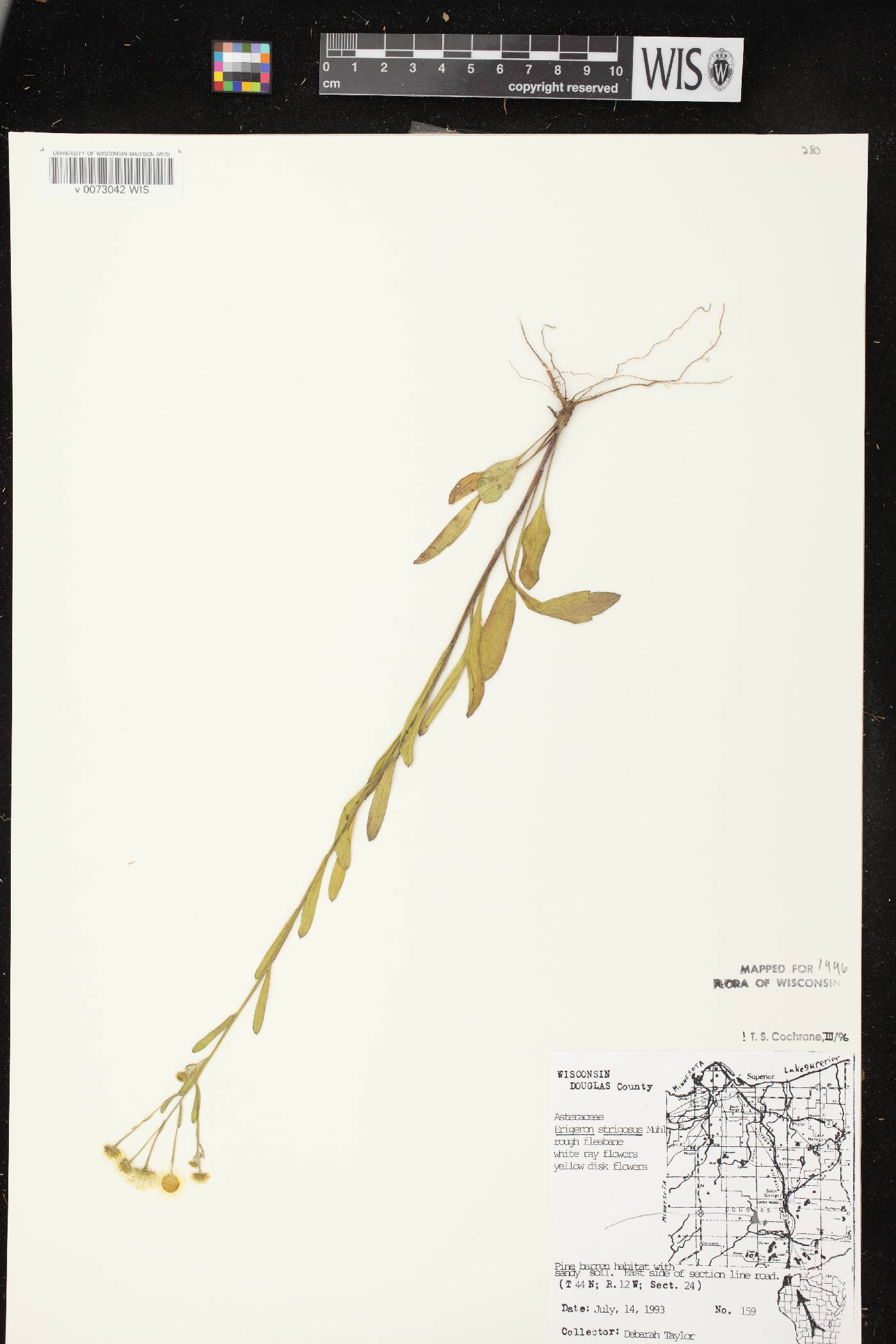 Erigeron strigosus image