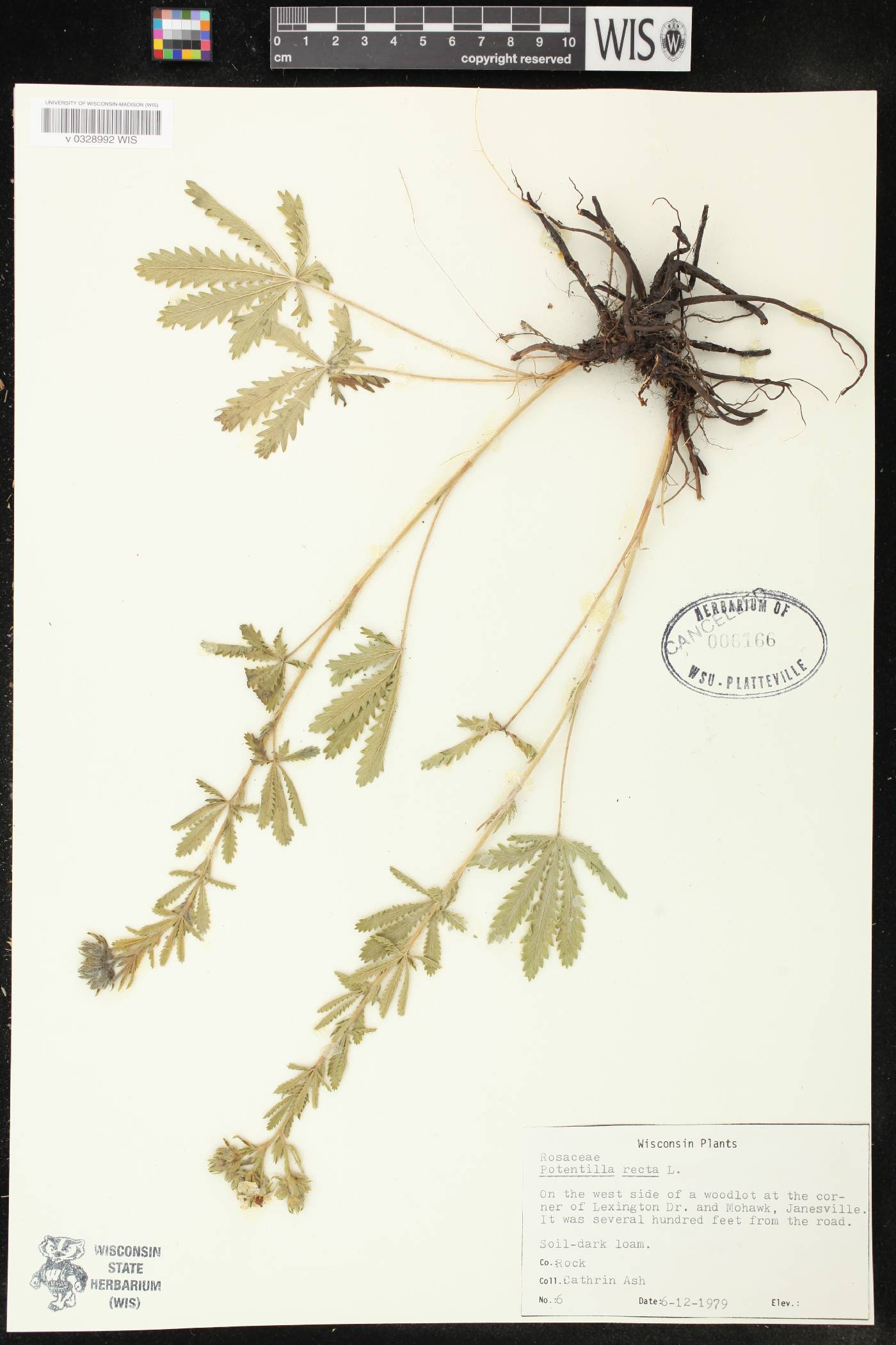 Potentilla recta image