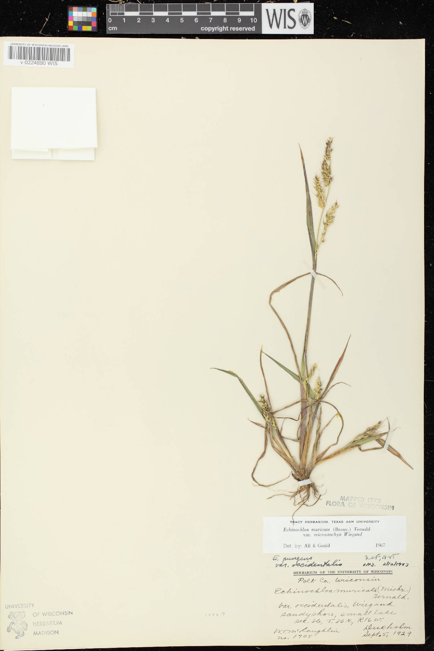 Echinochloa muricata var. microstachya image