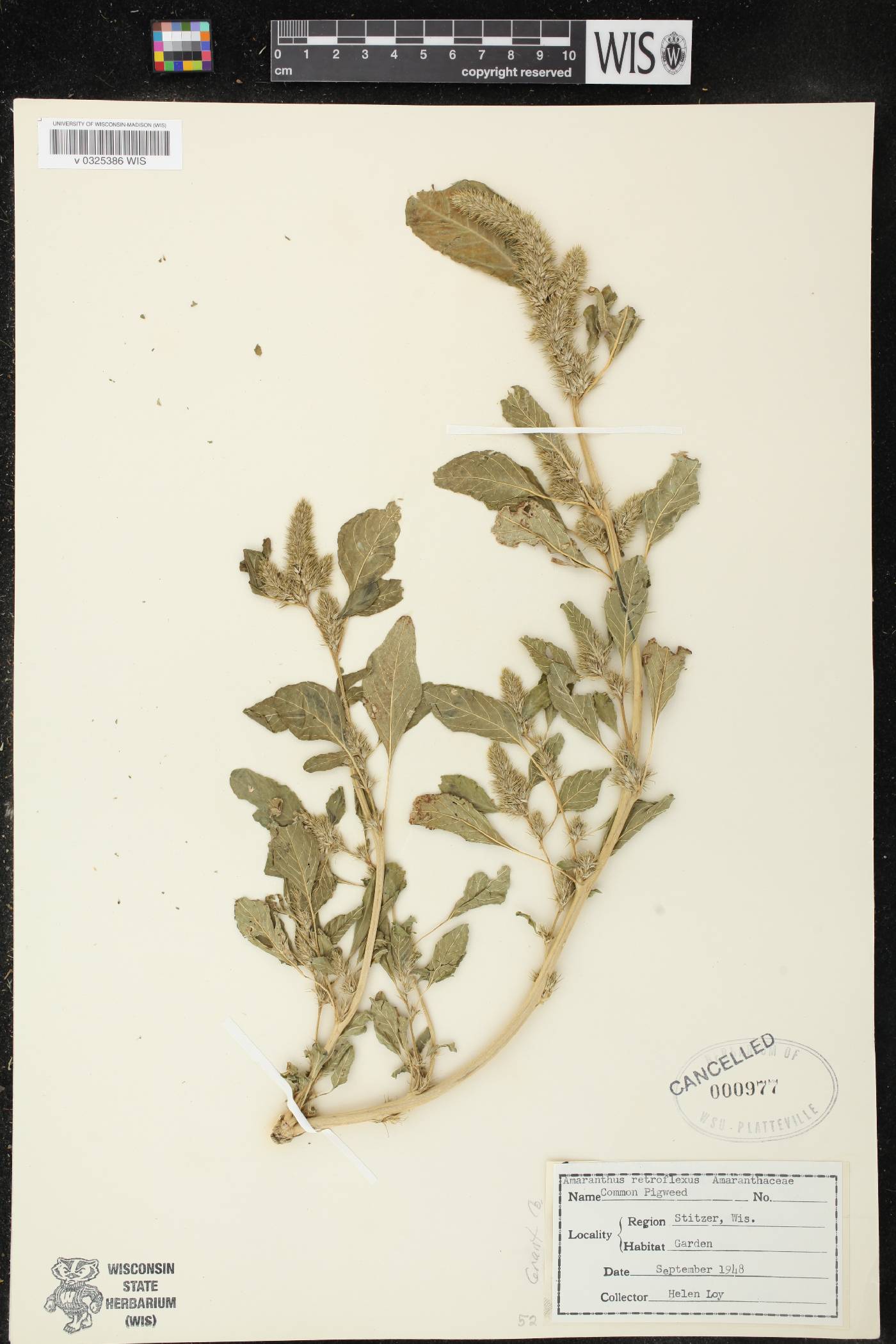 Amaranthus retroflexus image