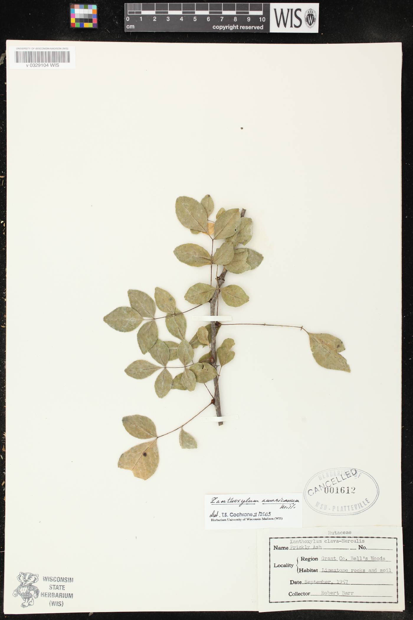 Zanthoxylum americanum image