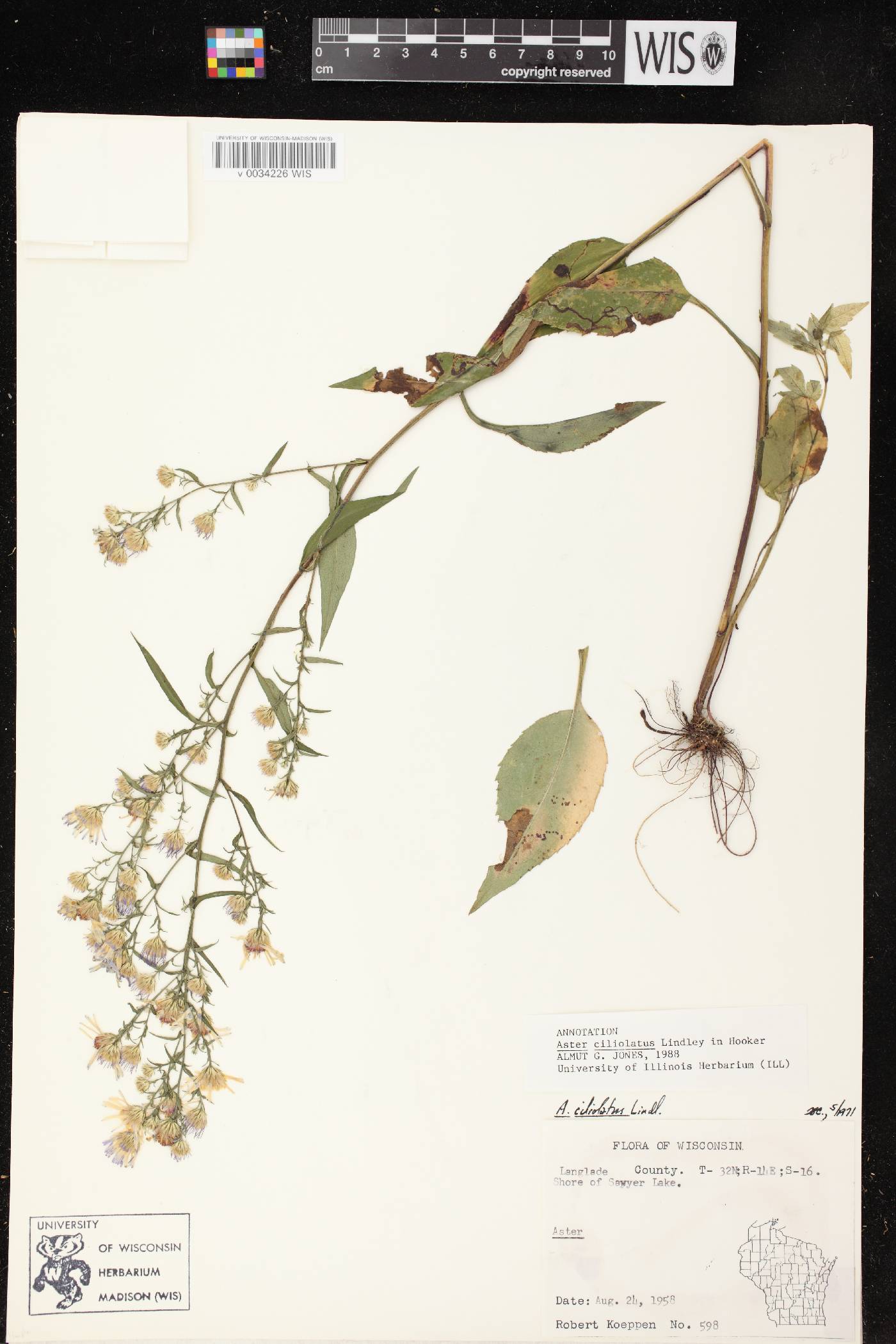Symphyotrichum ciliolatum image
