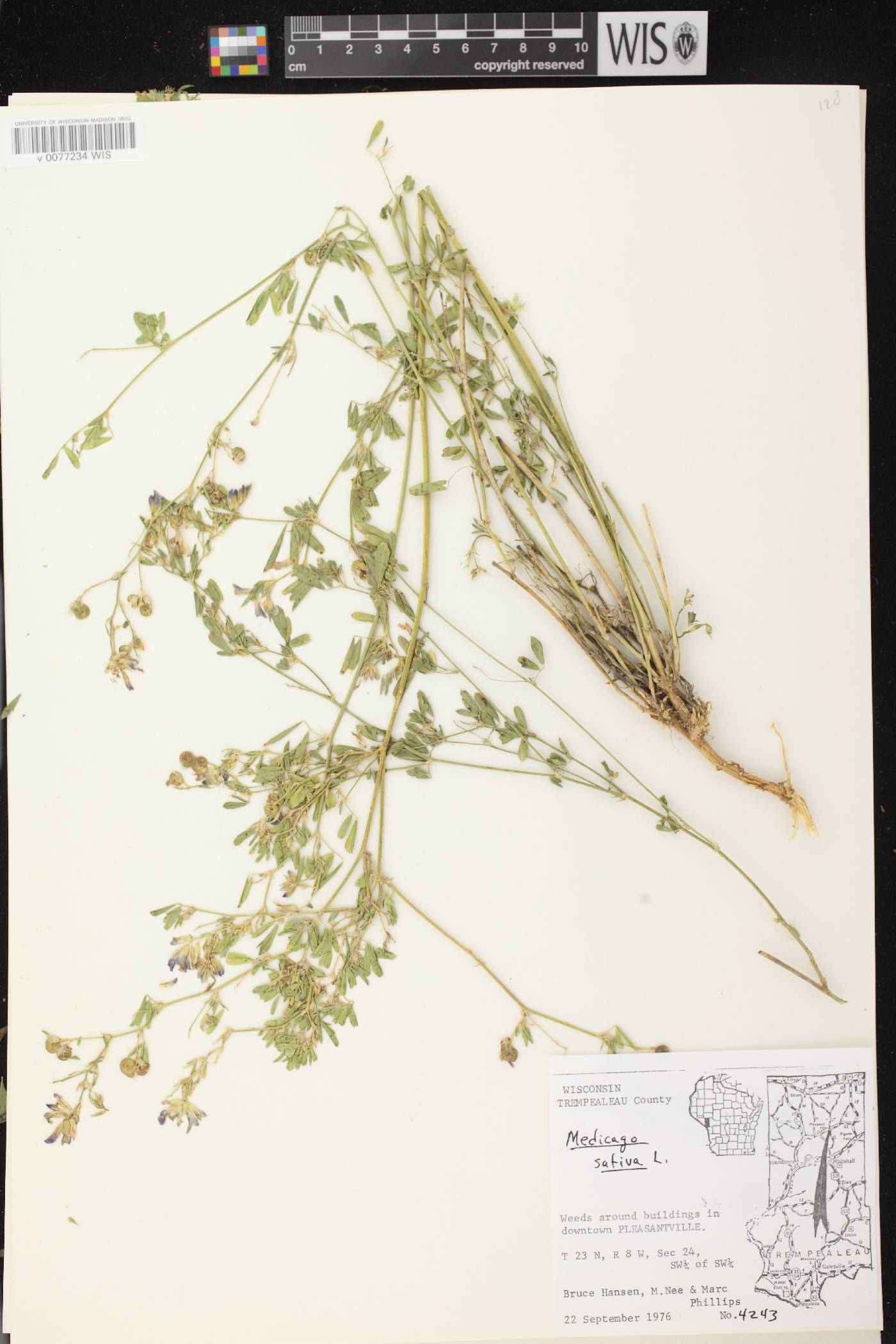Medicago sativa image