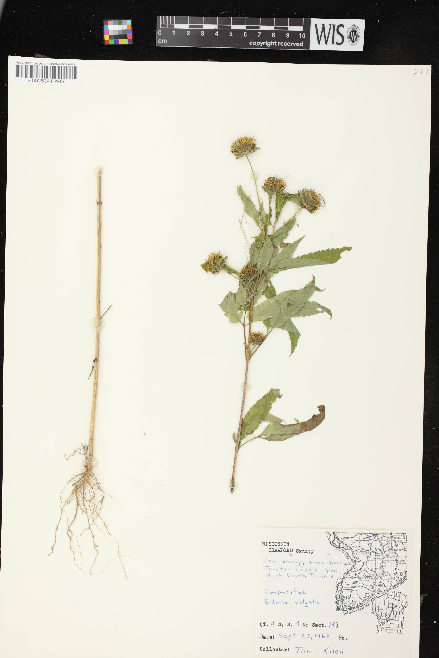 Bidens vulgata image