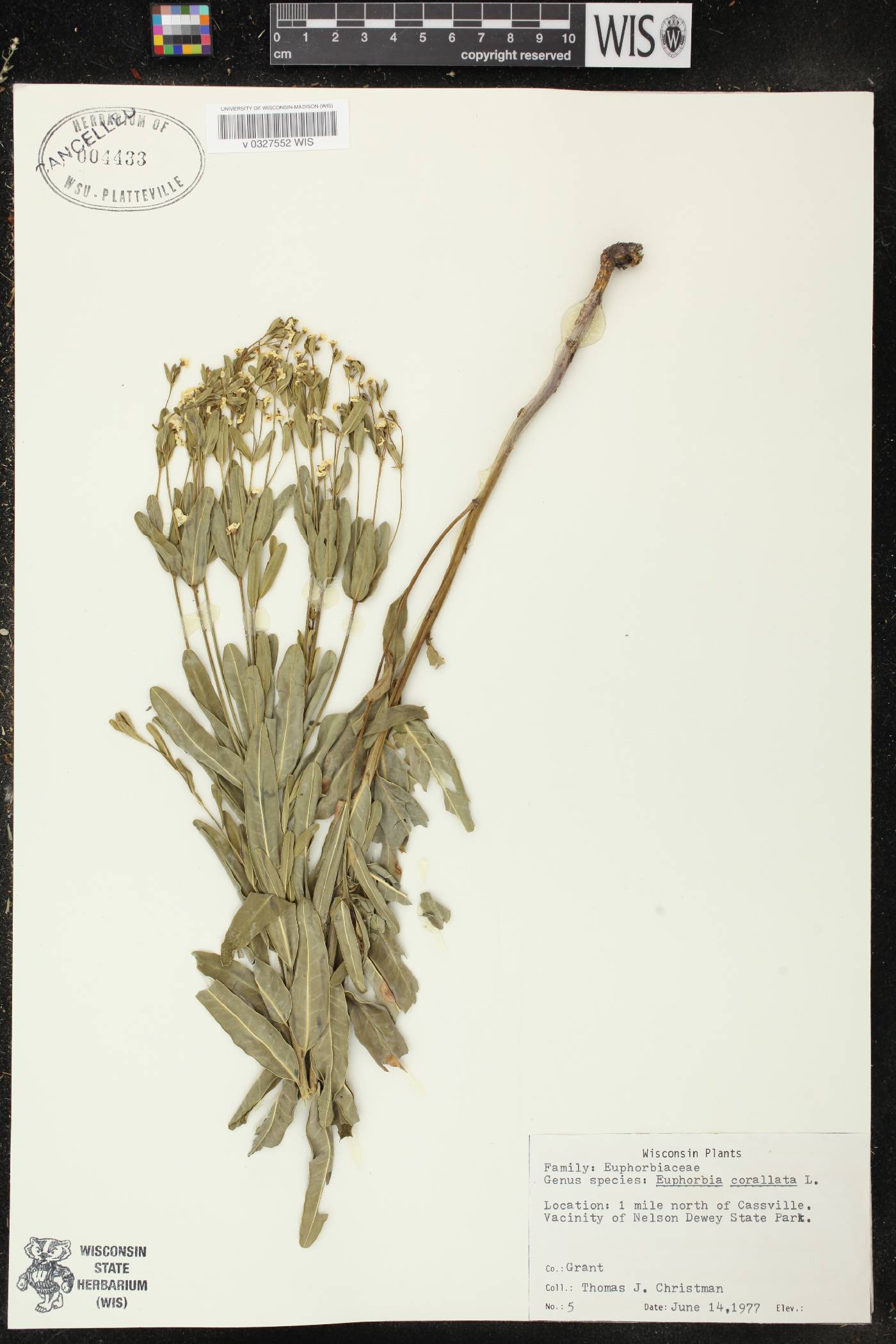 Euphorbia corollata image