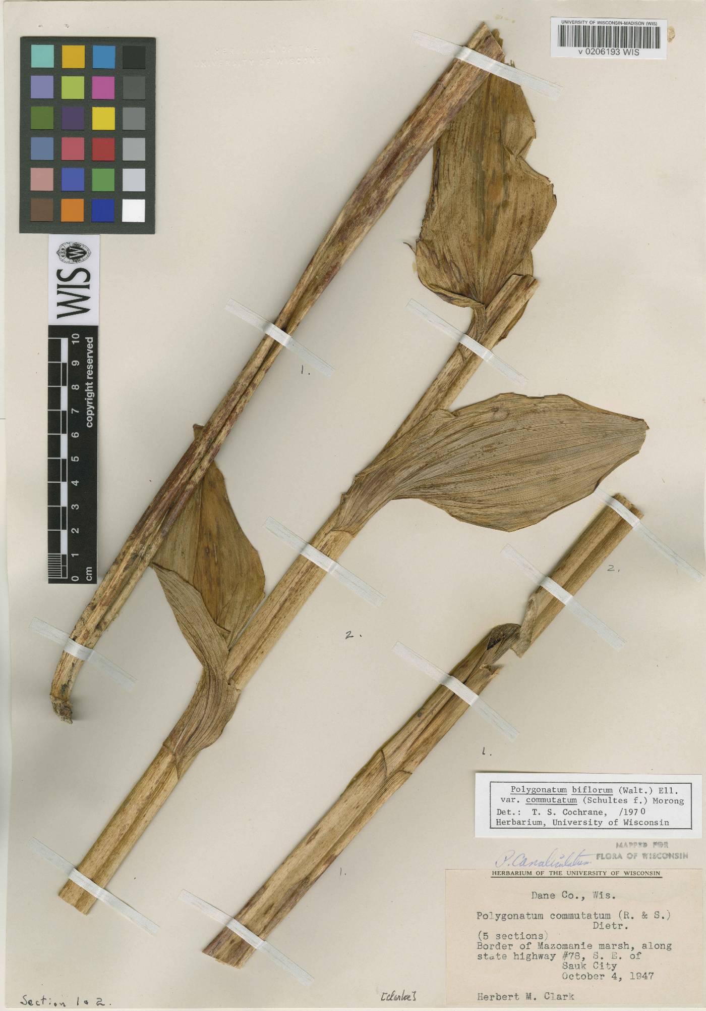 Polygonatum biflorum image