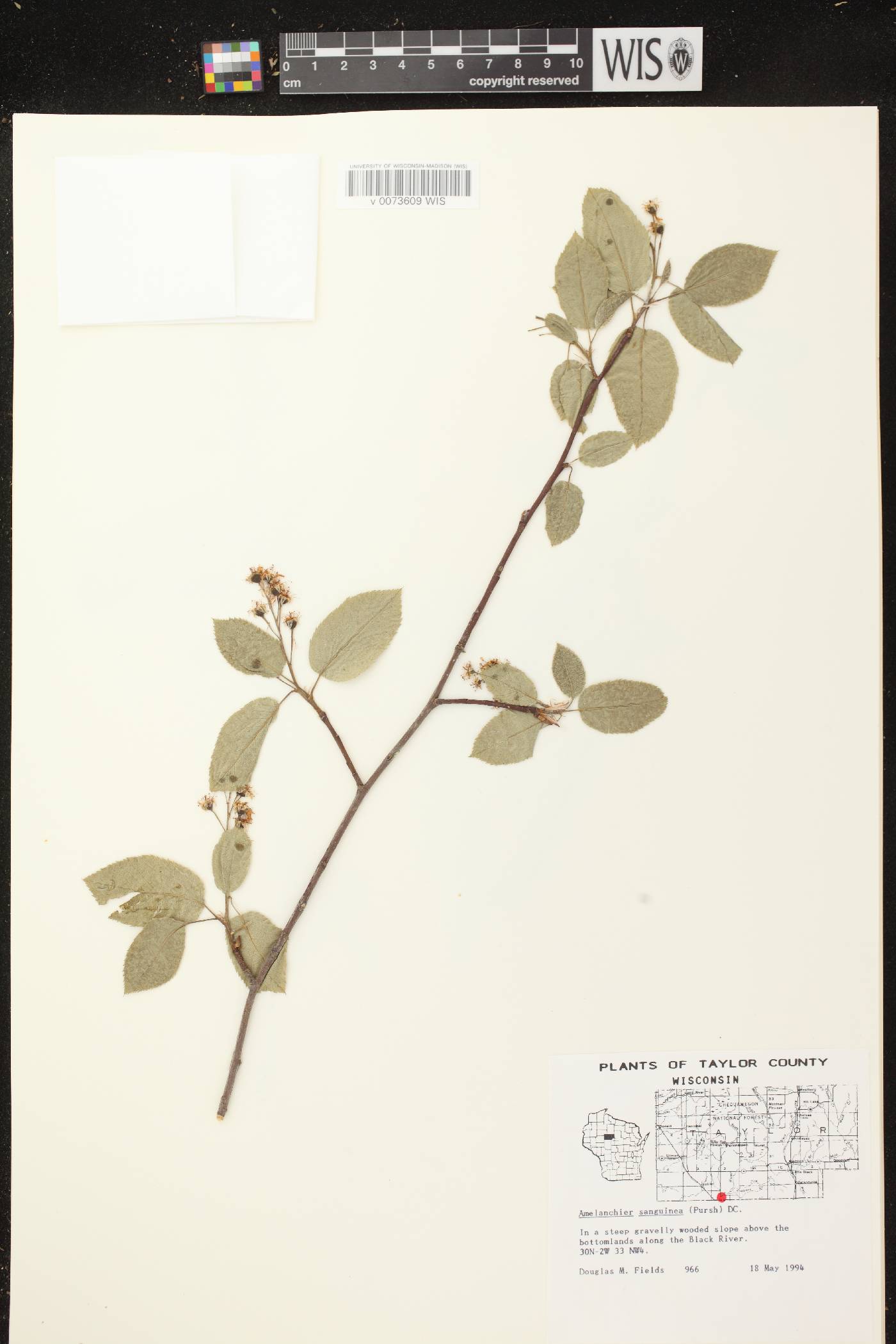 Amelanchier sanguinea image