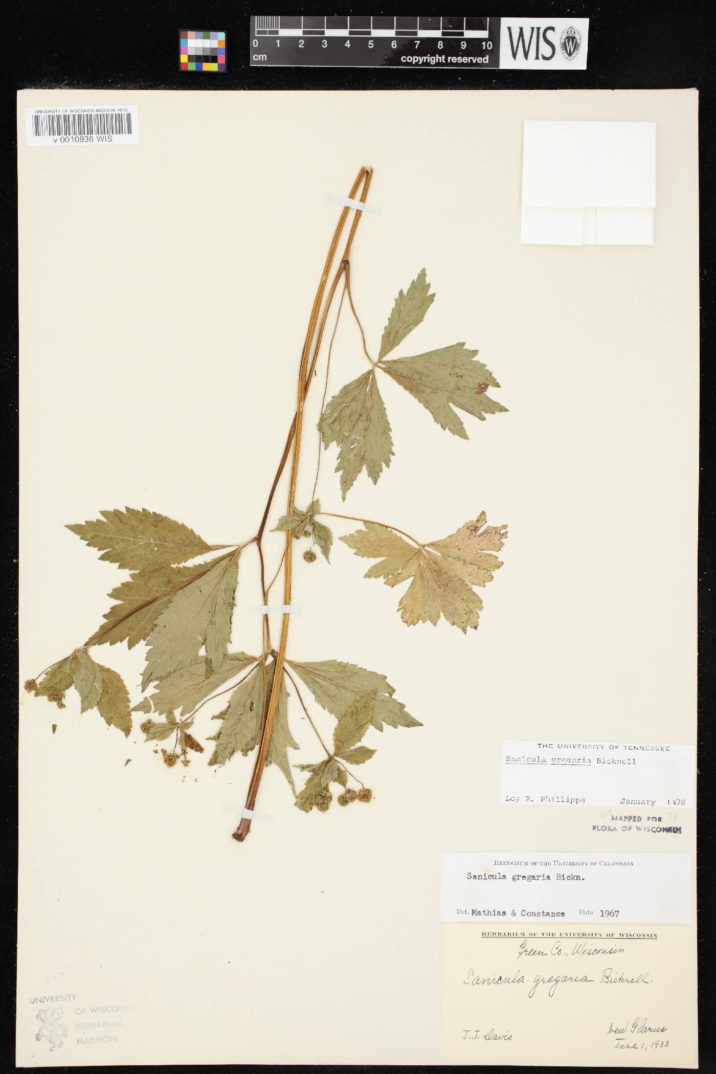 Sanicula odorata image