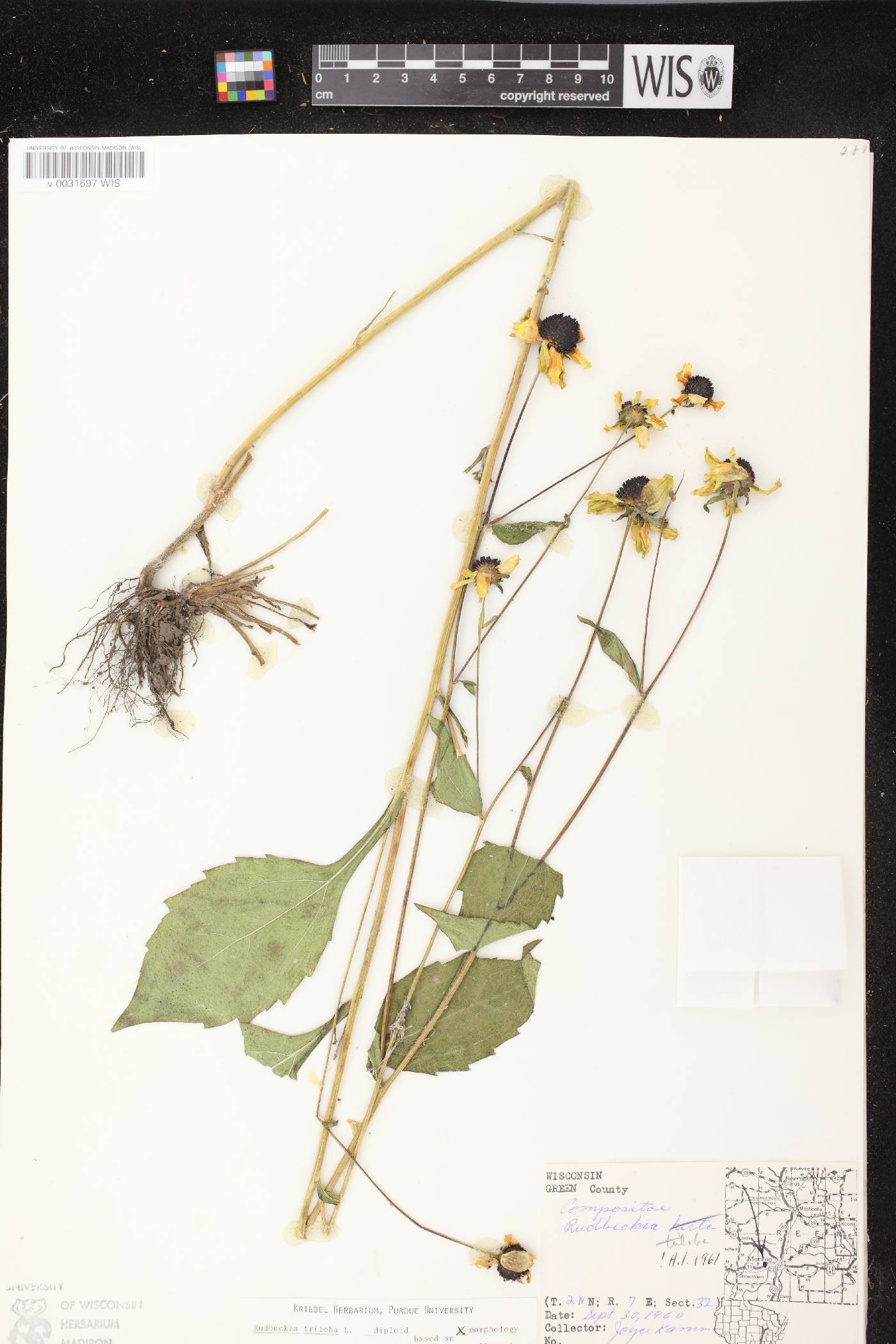 Rudbeckia triloba image