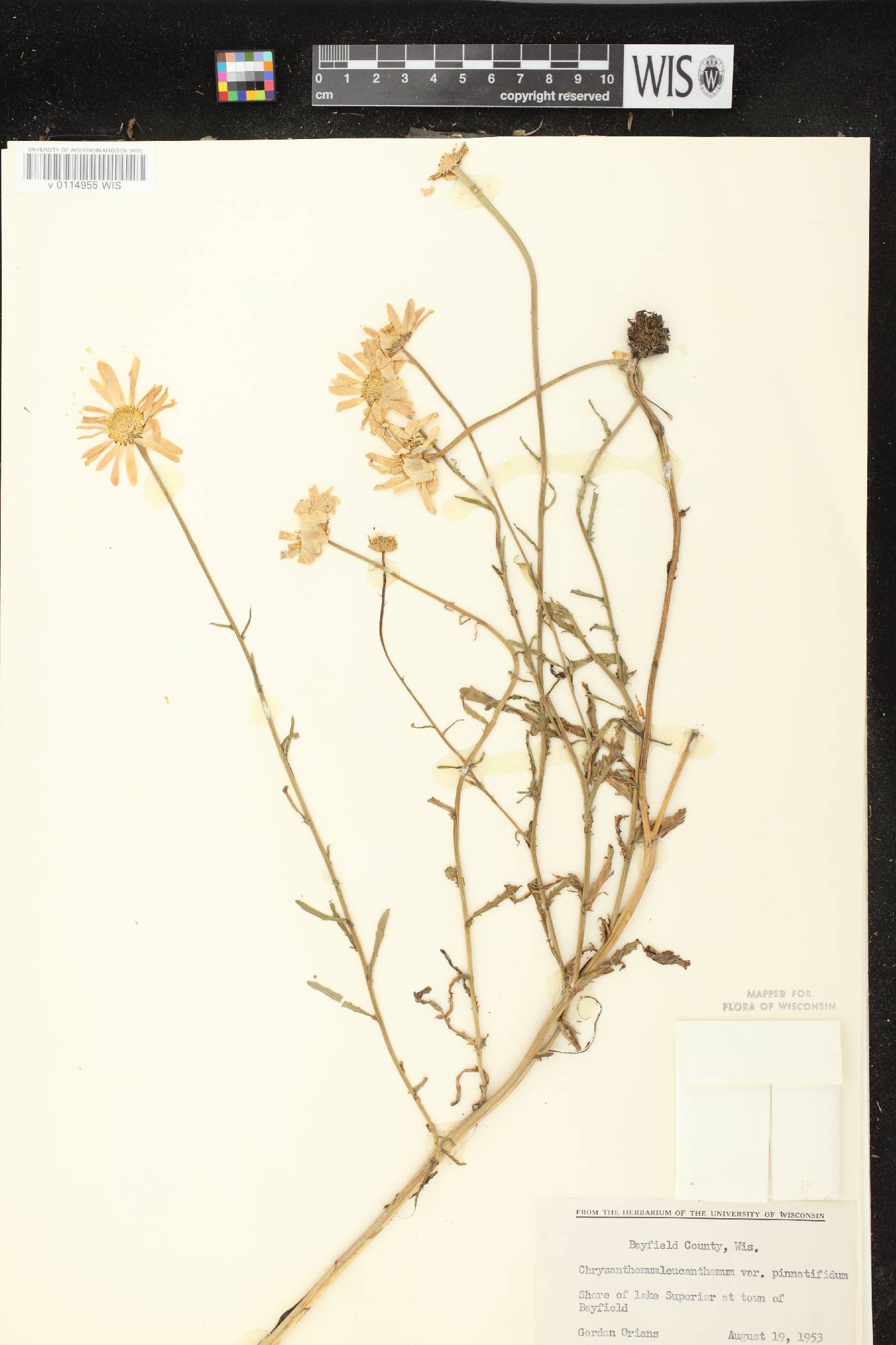 Leucanthemum vulgare image
