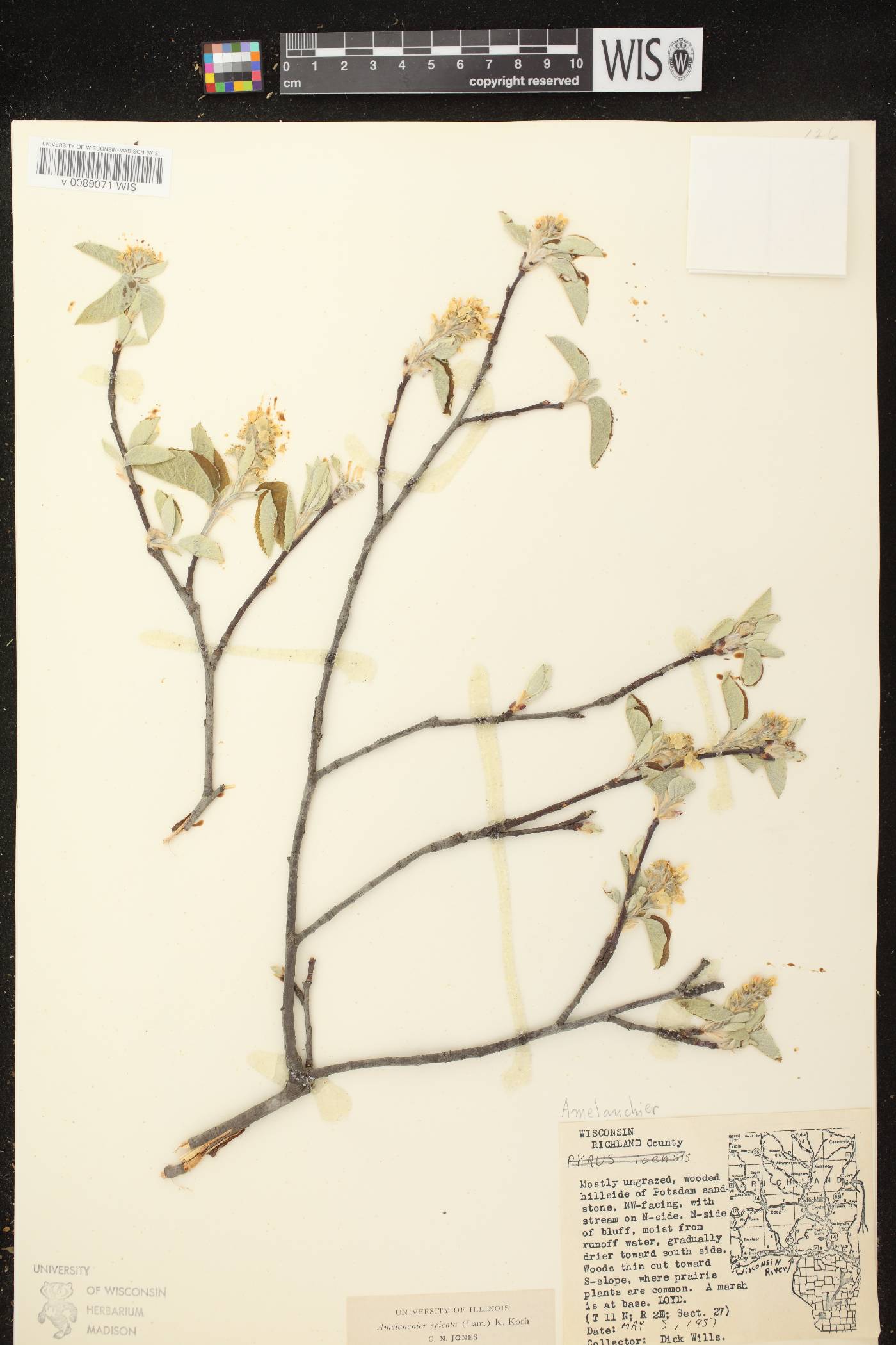 Amelanchier spicata image