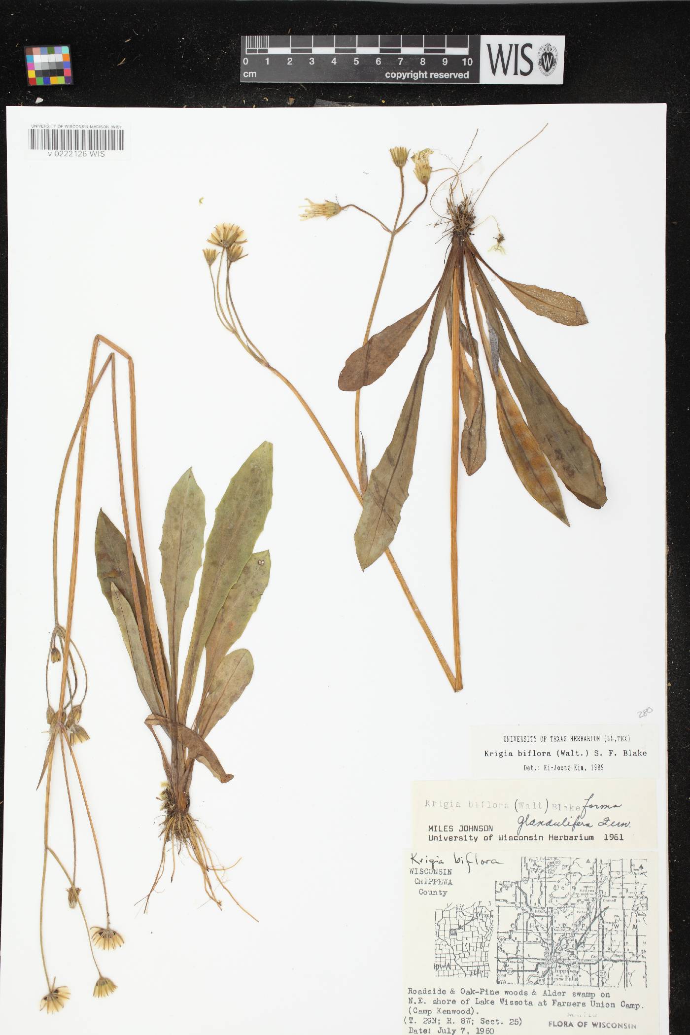 Krigia biflora image