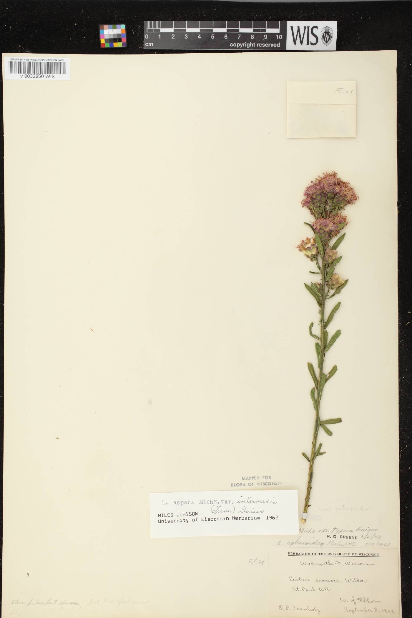 Liatris aspera image