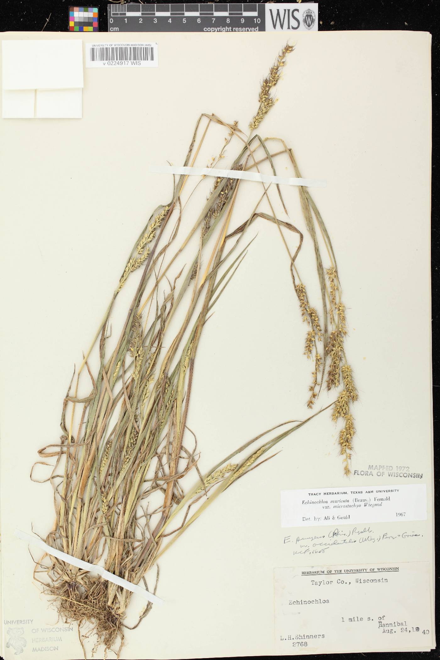 Echinochloa muricata var. microstachya image