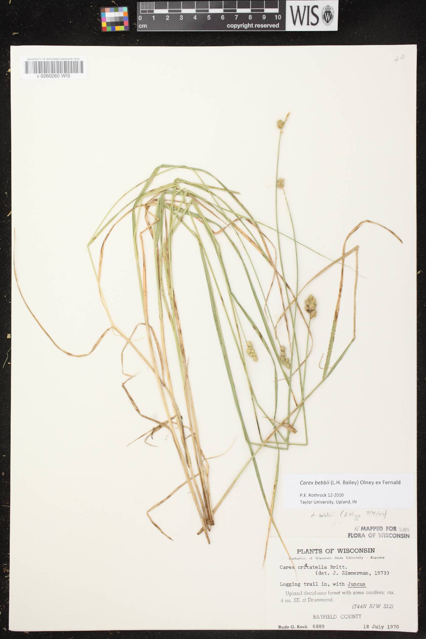 Carex bebbii image