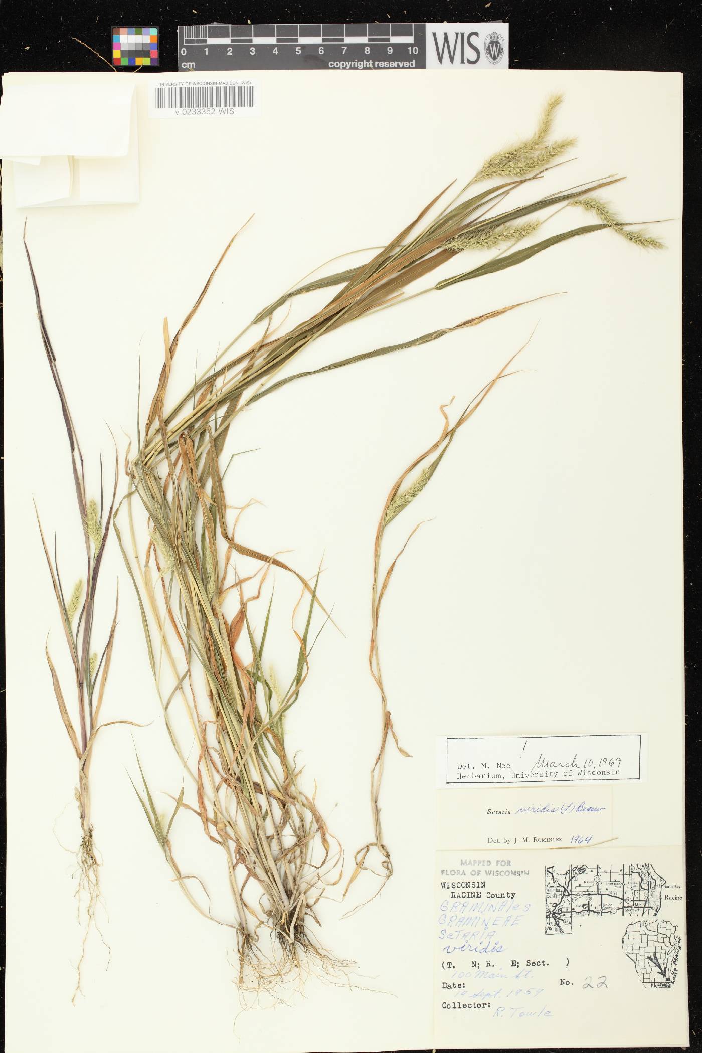 Setaria viridis var. viridis image