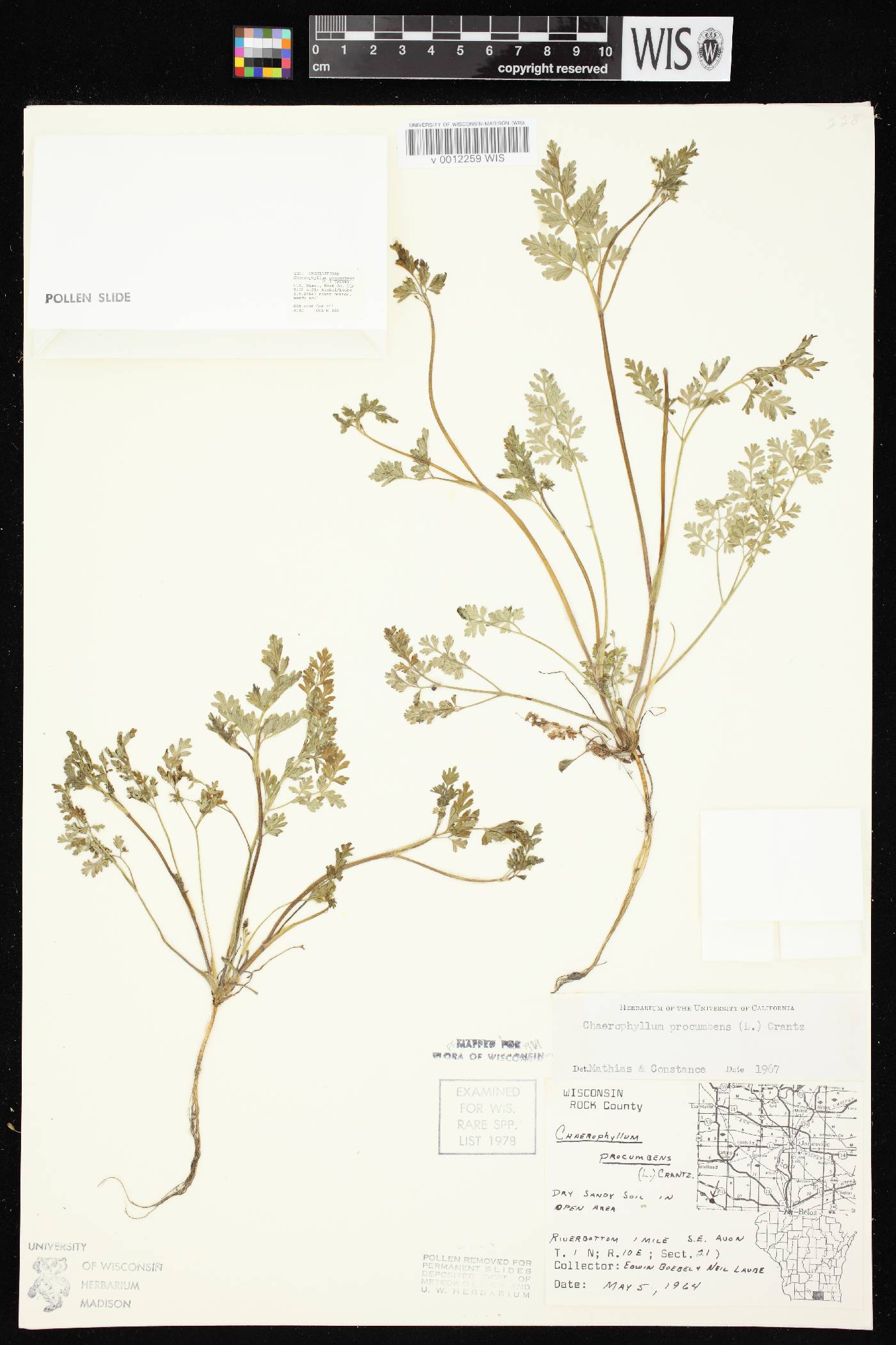 Chaerophyllum procumbens image