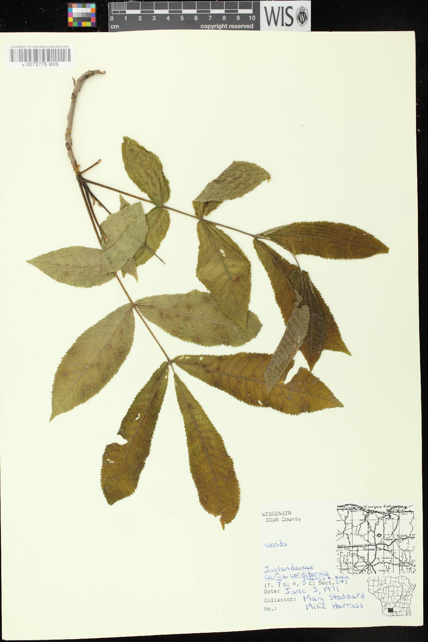 Carya cordiformis image