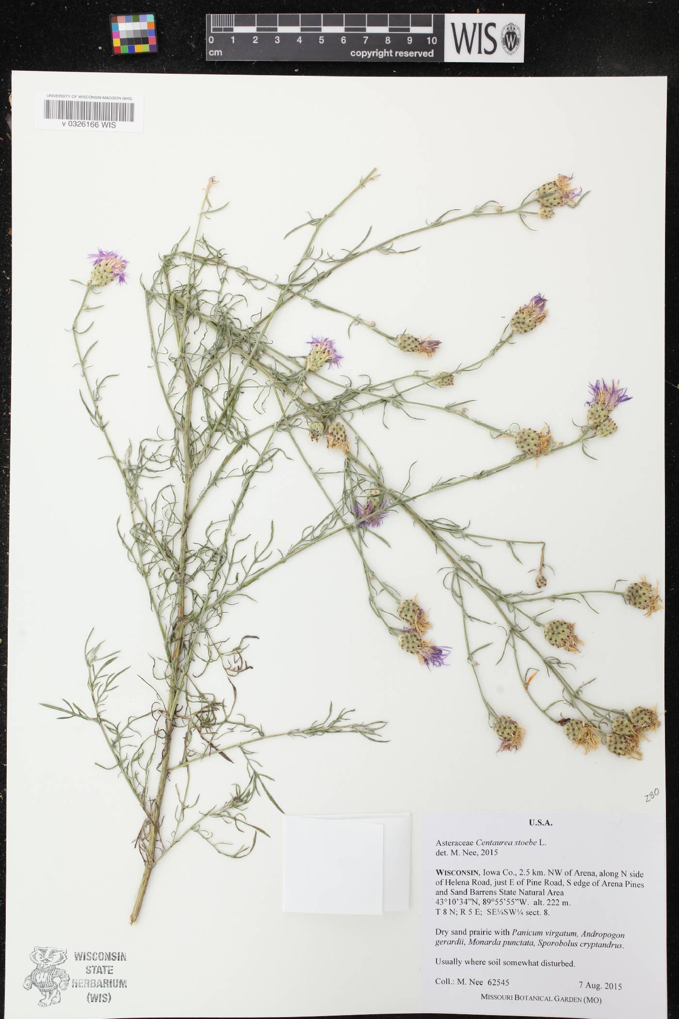 Centaurea stoebe image